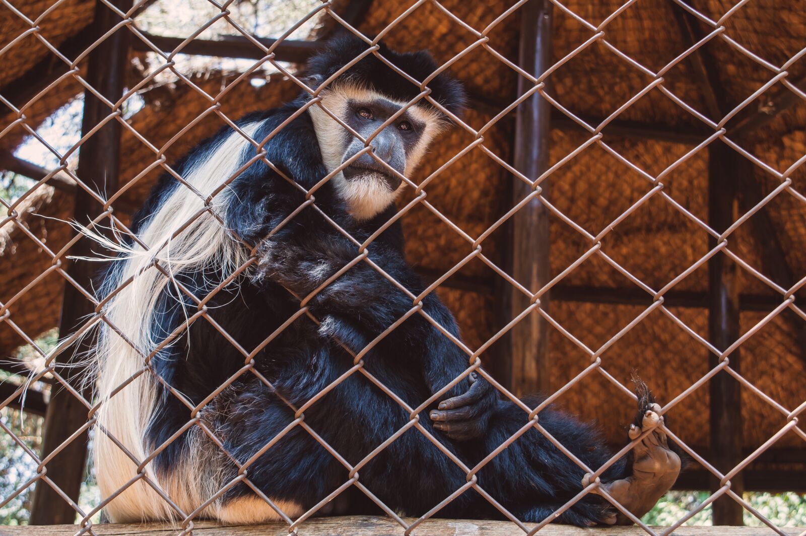 Nikon D3200 sample photo. Monkey, gorilla, animal photography