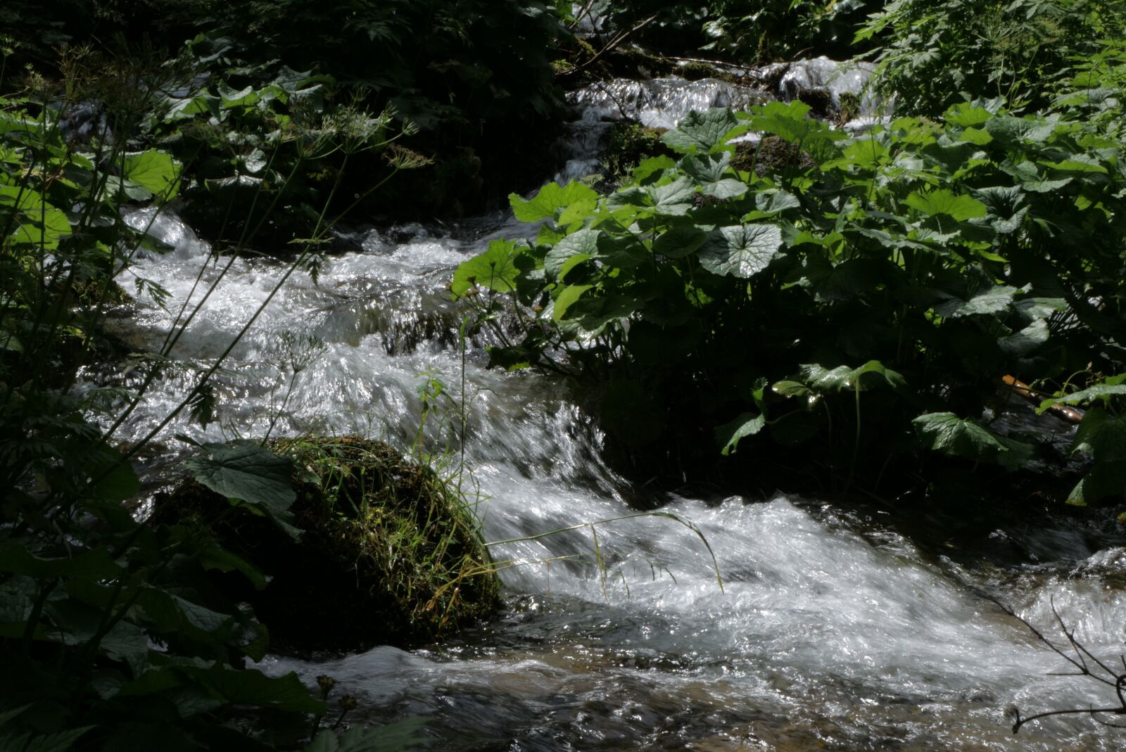 Panasonic Lumix DC-G9 sample photo. Nature, tree, stock photo photography