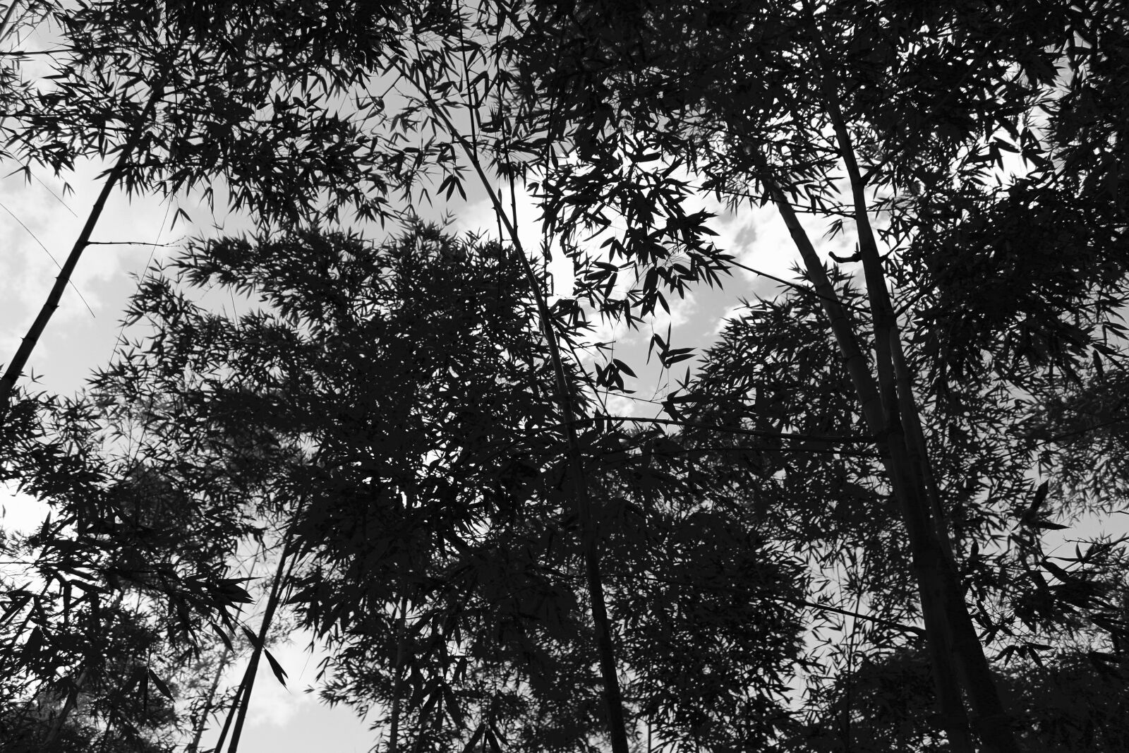 Canon EOS 700D (EOS Rebel T5i / EOS Kiss X7i) sample photo. Nature, hojas, green photography