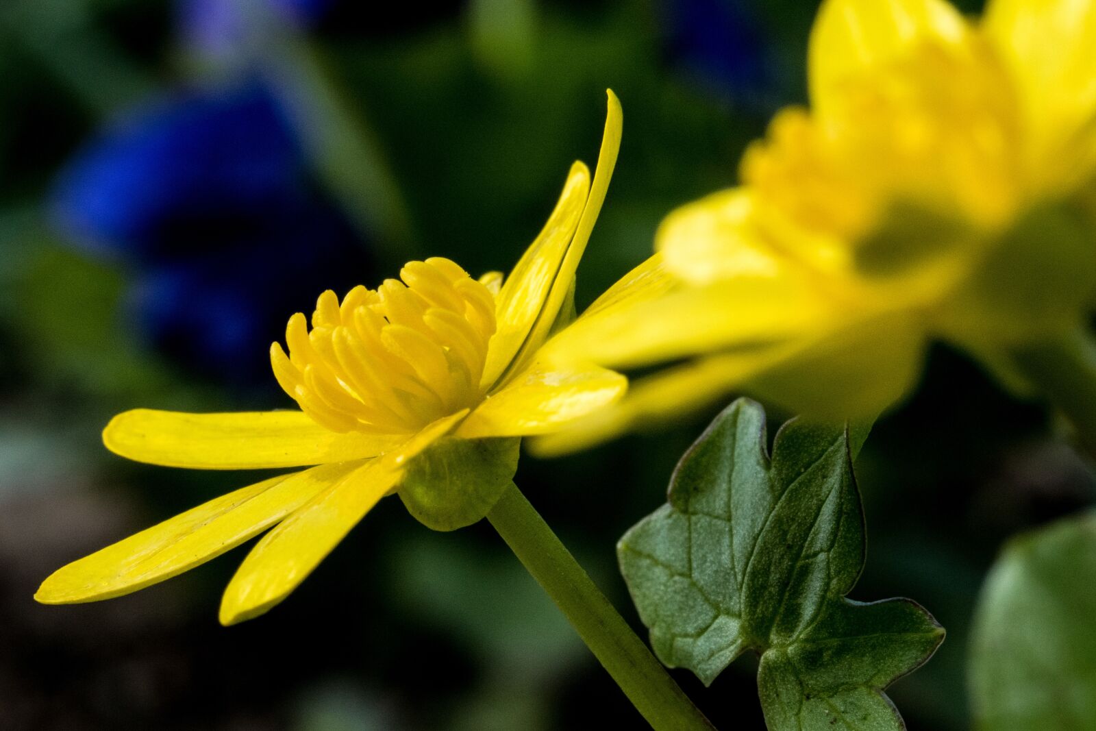 Nikon 1 J5 sample photo. Nature, flower, plant photography