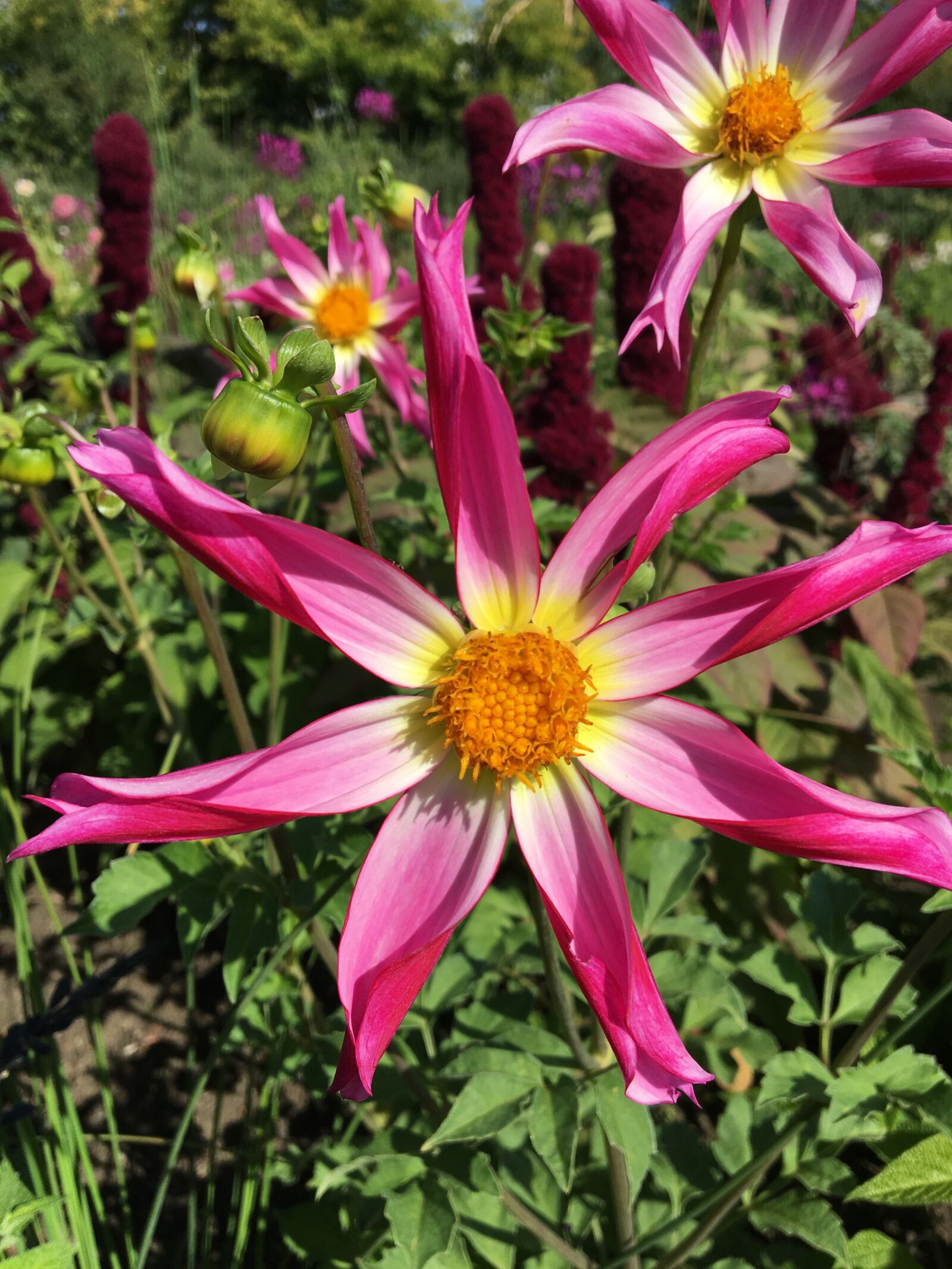 Apple iPhone 6s sample photo. Dahlia, close, plant photography
