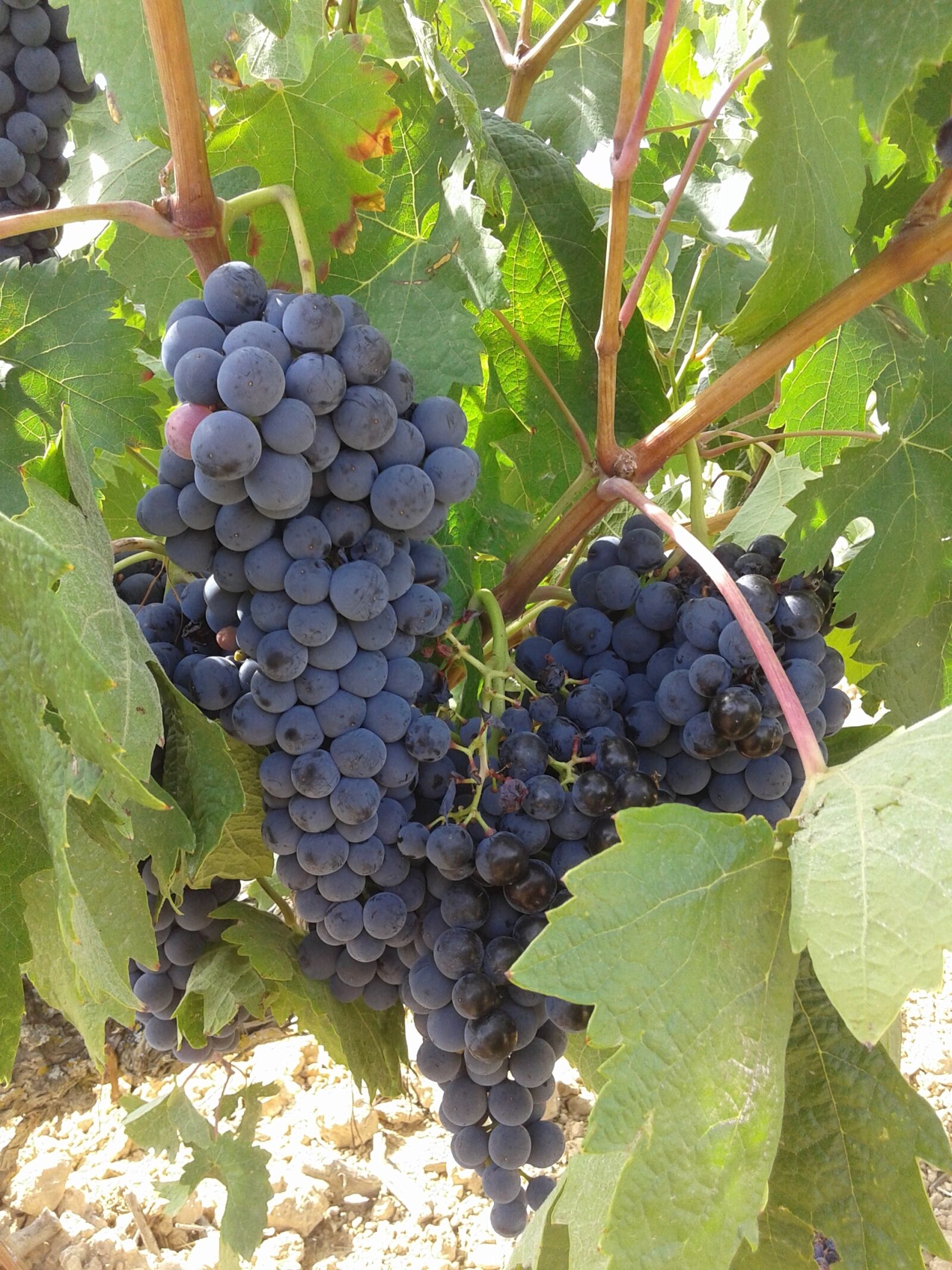 Samsung Galaxy Core sample photo. Grapes, bunch of grapes photography