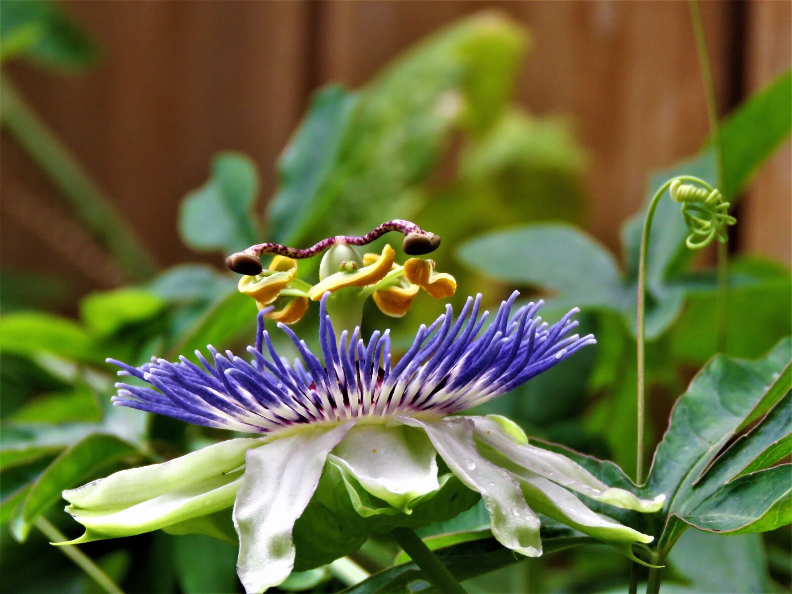 Canon PowerShot SX60 HS sample photo. Flower, complex, passion flower photography