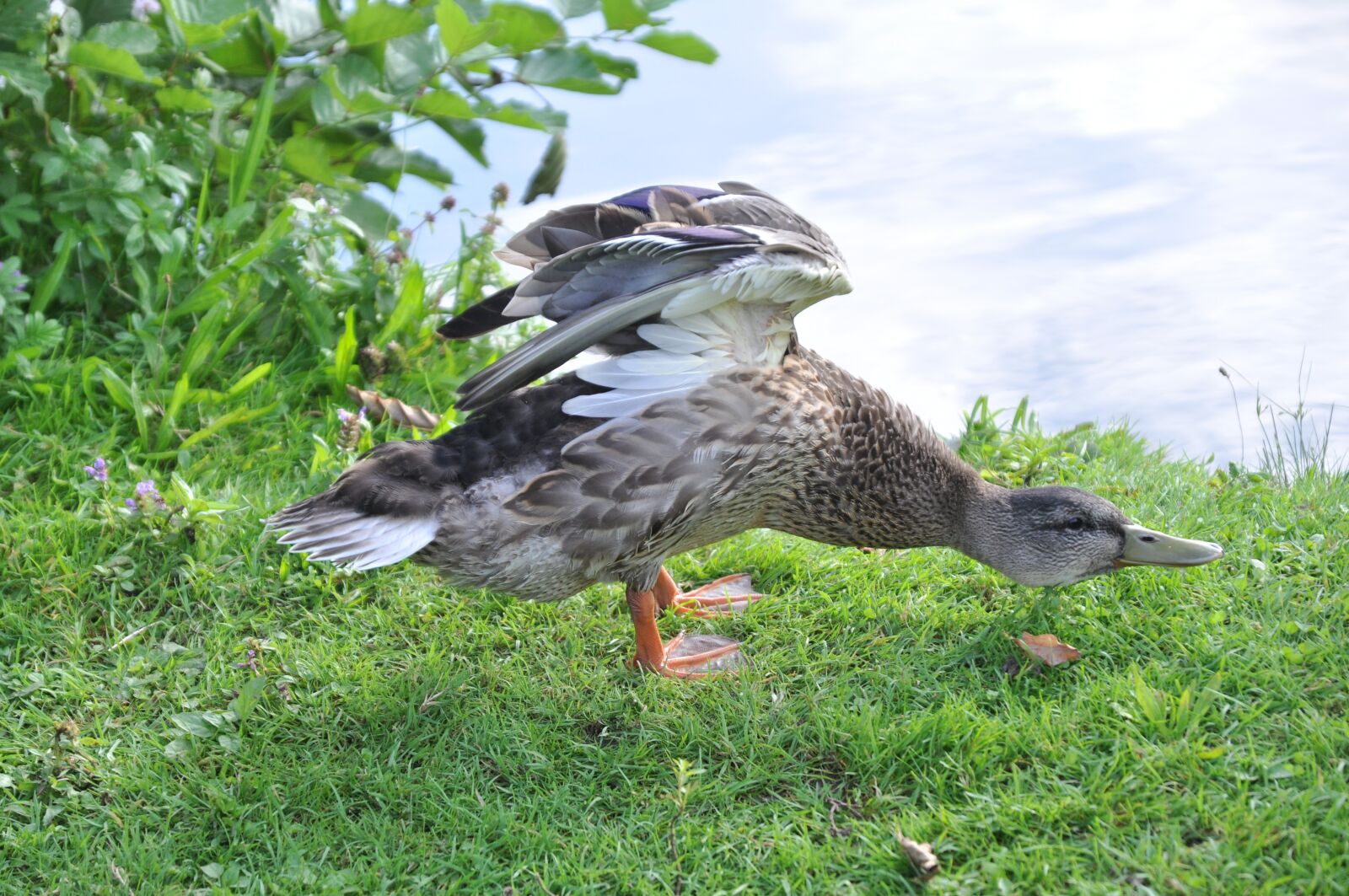 Nikon D90 sample photo. Duck, plumage, water bird photography