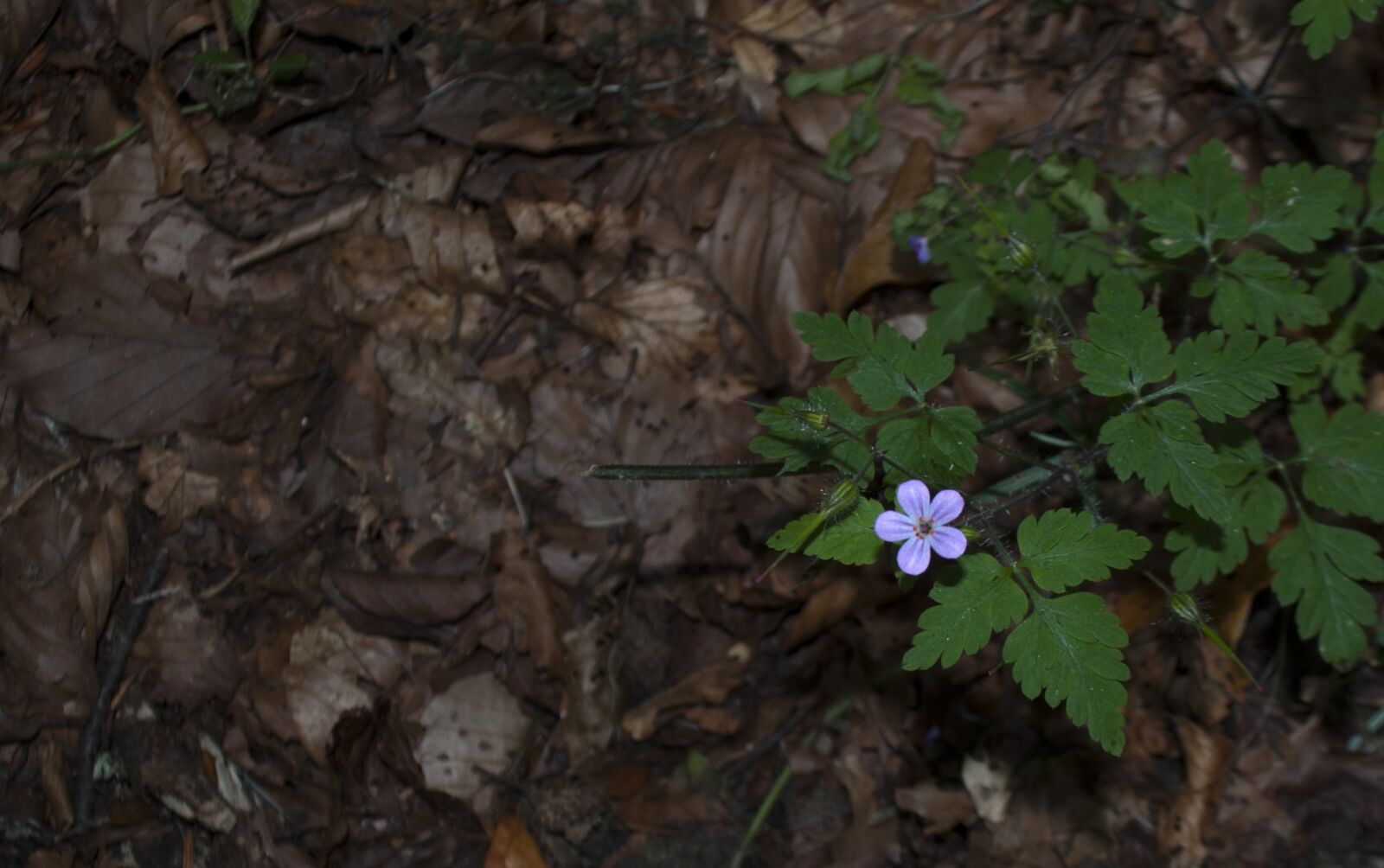 Nikon D90 sample photo. Forest, flower, nature photography