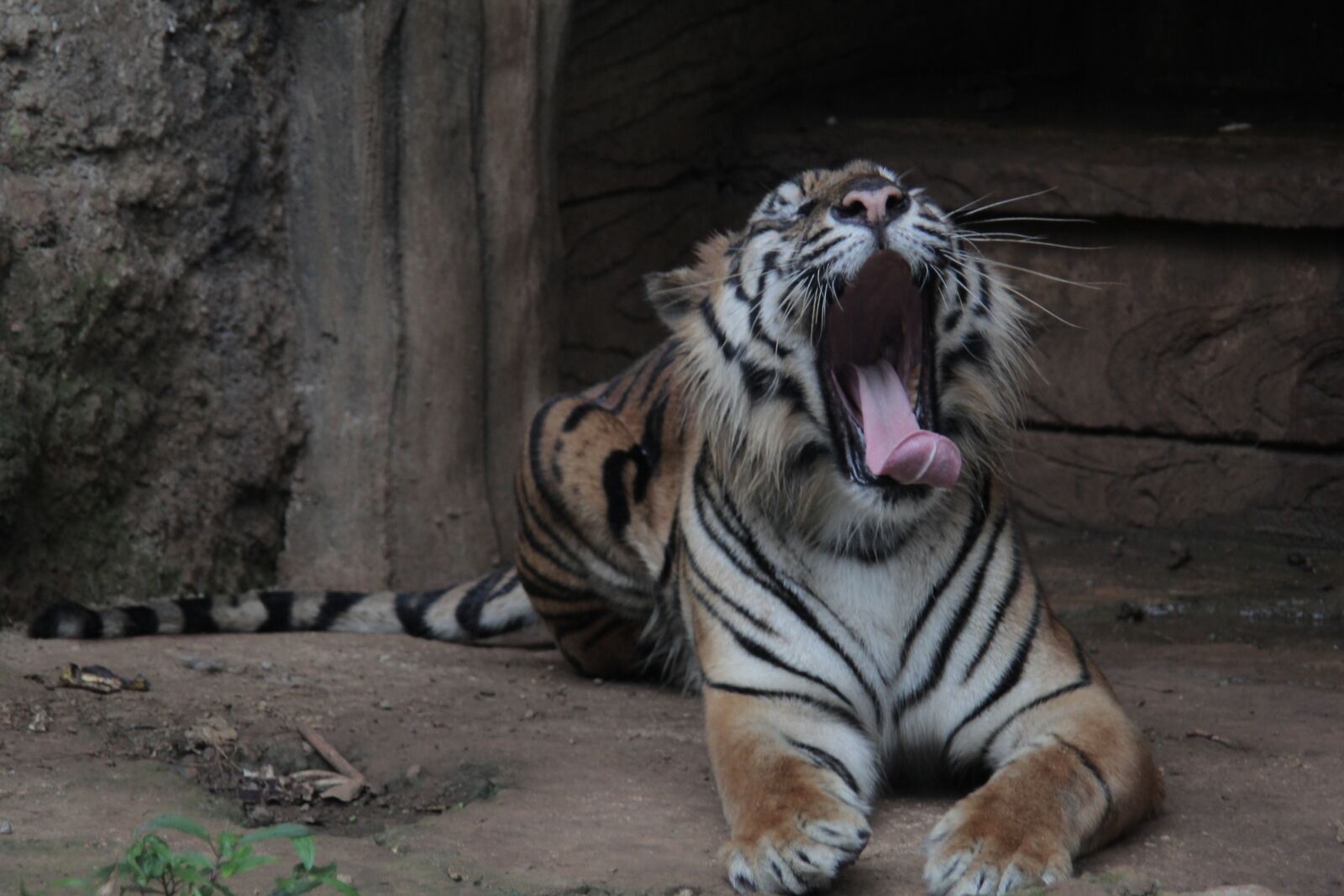 Canon EOS 60D sample photo. Indonesia, tiger, panthera photography