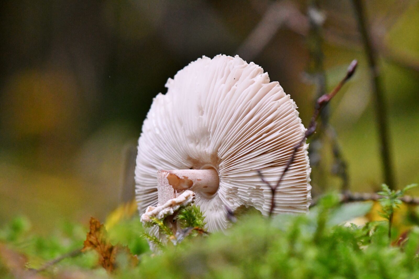 Nikon D500 sample photo. Mushroom, tracks, forest photography