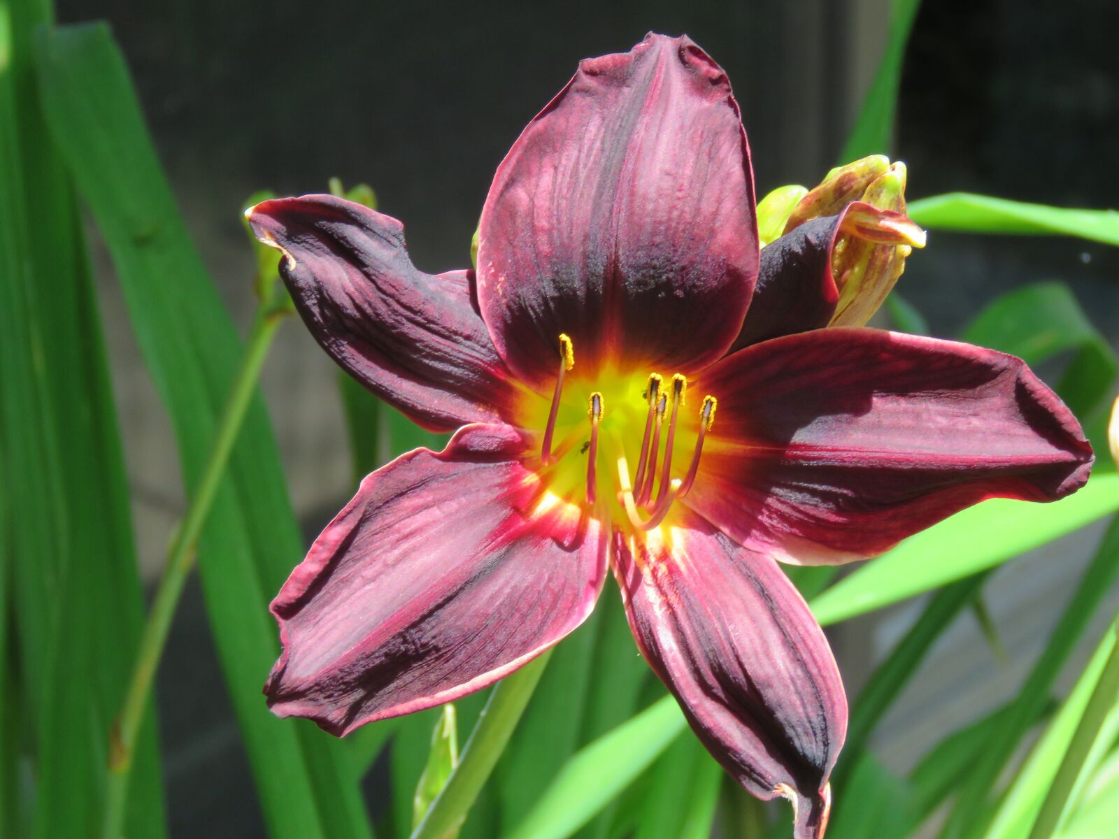 Canon PowerShot SX60 HS sample photo. Purple, day lily, blooming photography