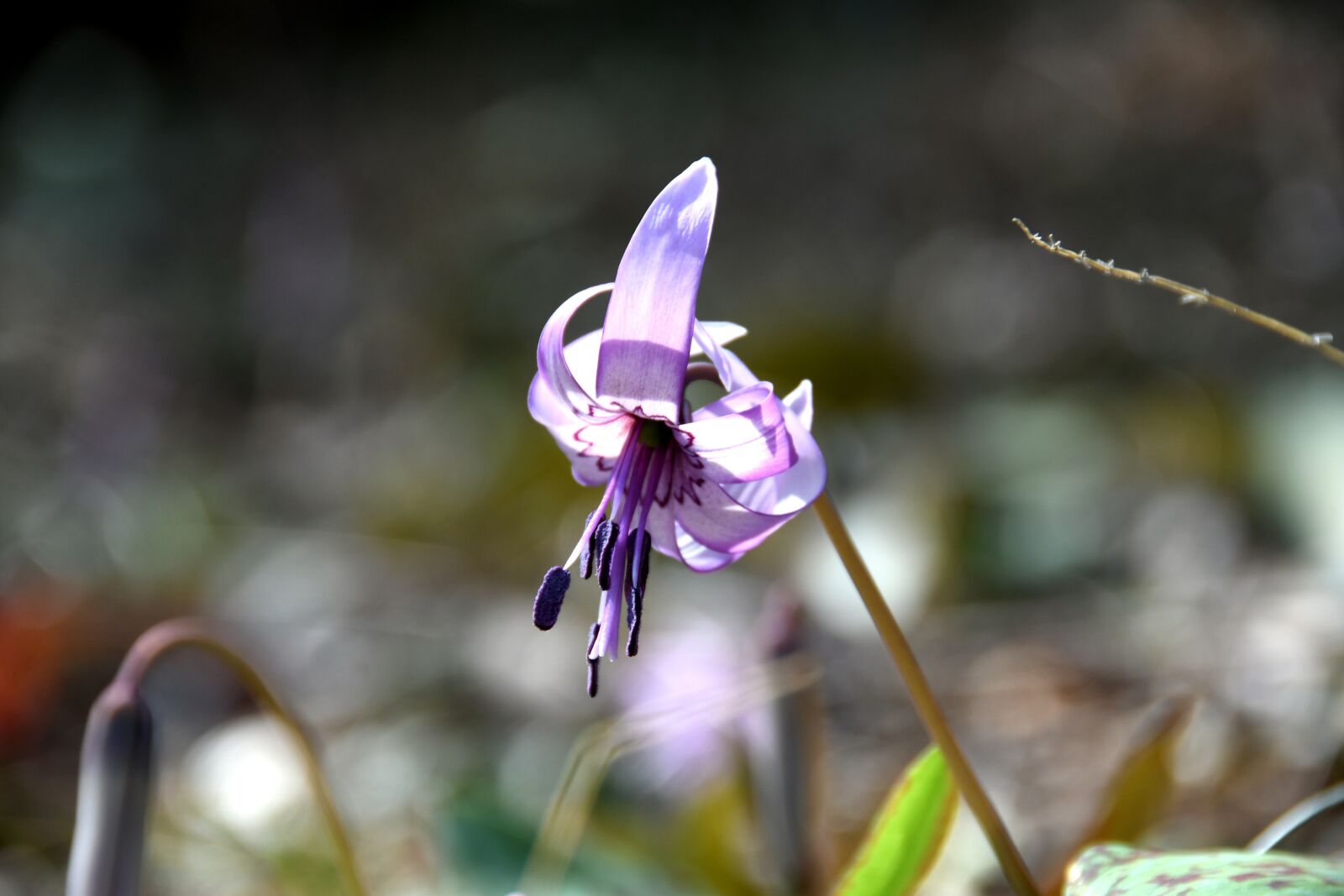 Nikon D500 sample photo. Flowers, japanese dog's tooth photography
