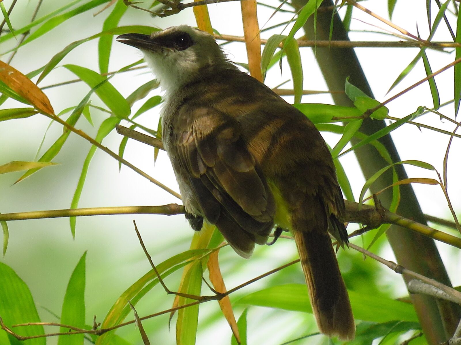 Canon PowerShot SX60 HS sample photo. Bird, sitting, branch photography
