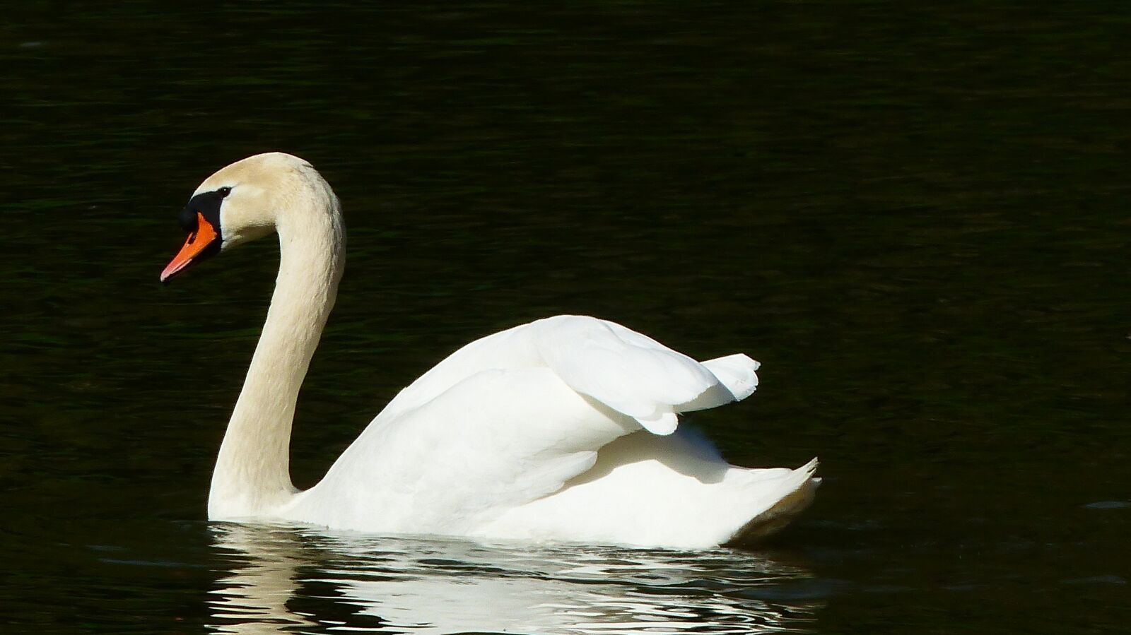 Panasonic Lumix DMC-FZ200 sample photo. Swan, body of water photography