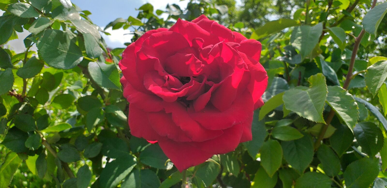 Samsung Galaxy J4+ sample photo. Rose, red roses, flowers photography