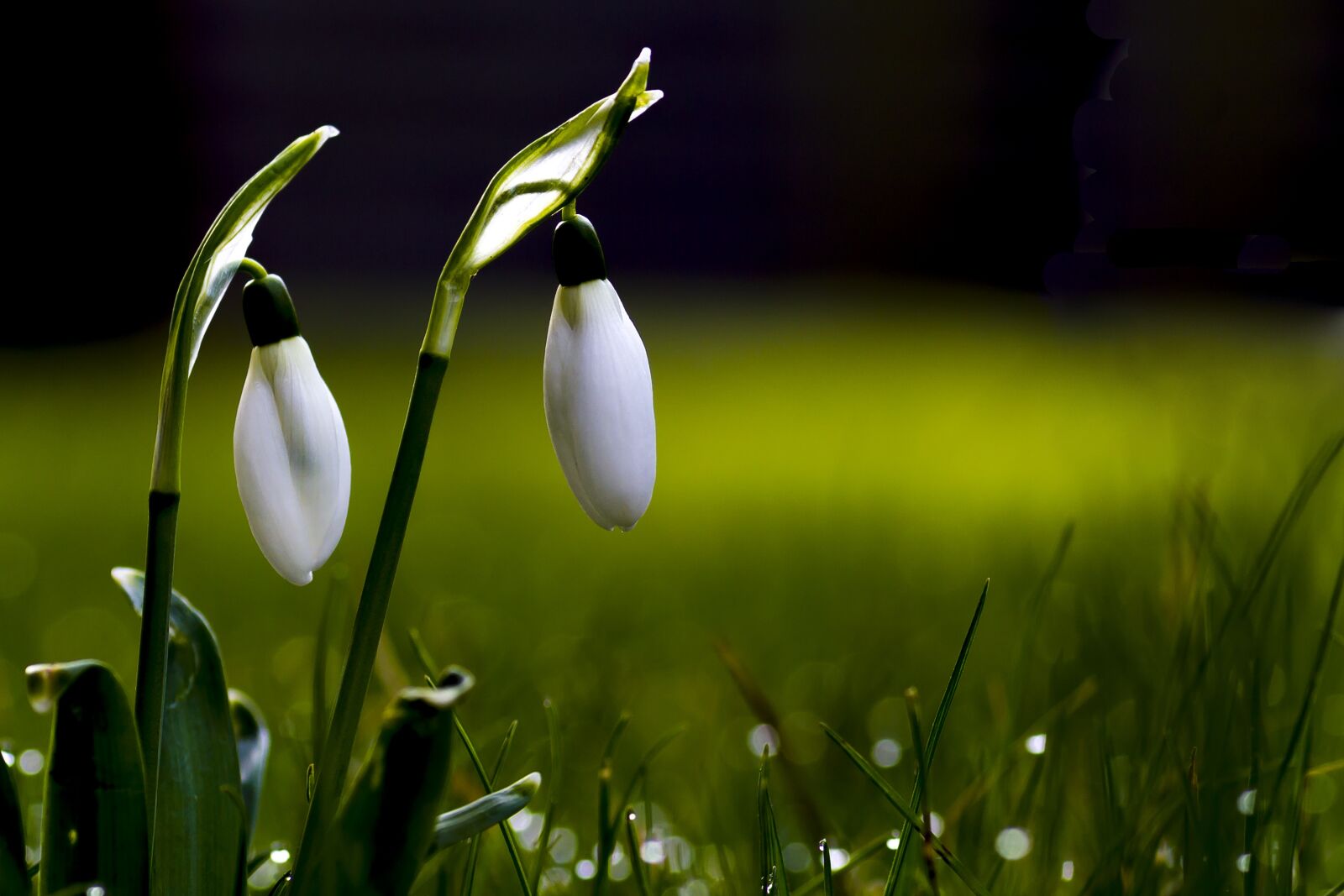 Canon EOS 550D (EOS Rebel T2i / EOS Kiss X4) sample photo. Plant, flowers, spring photography
