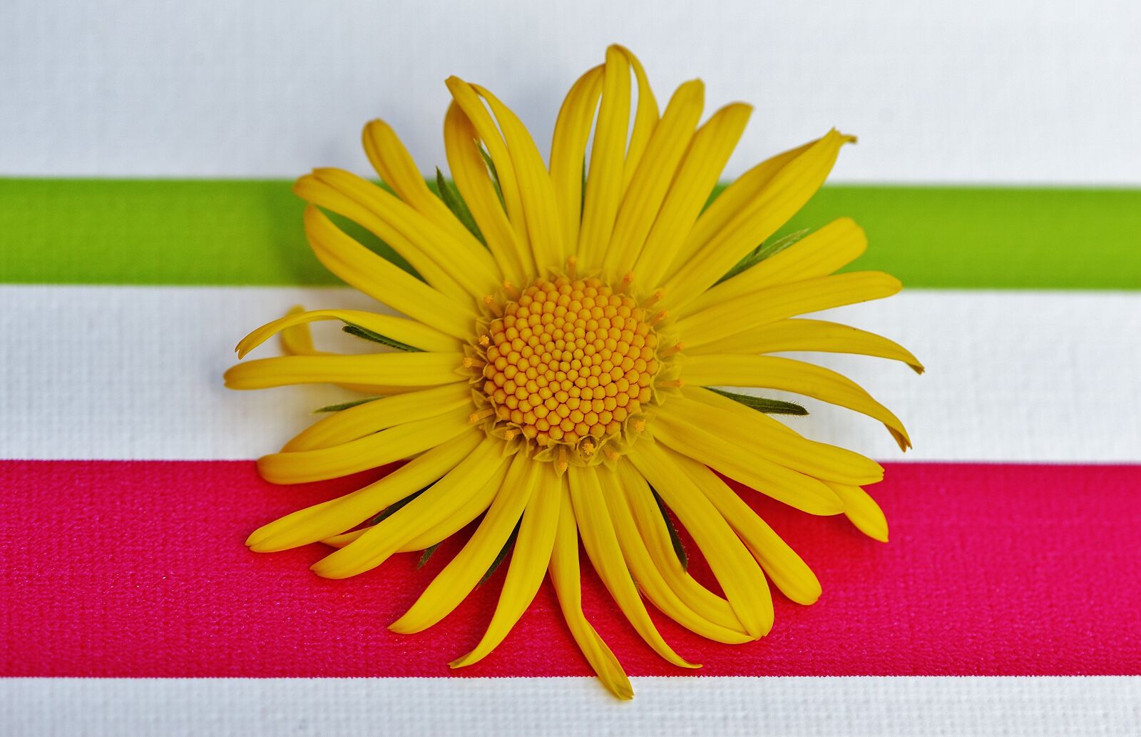 Nikon D3200 sample photo. Flower, spring, yellow photography