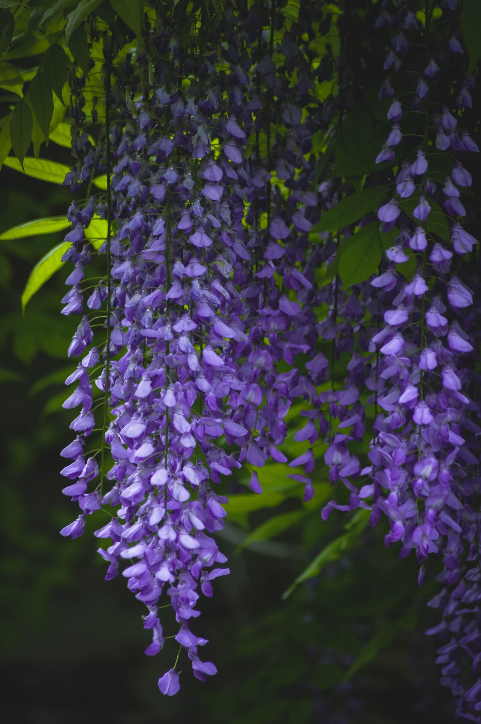 Pentax K-3 sample photo. Purple, garden, green photography