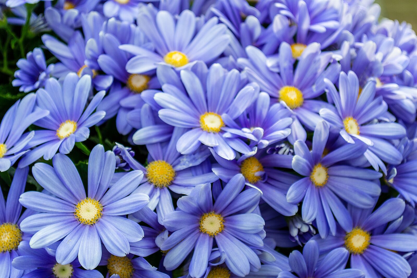 Nikon D3100 sample photo. Flowers, natural, purple photography