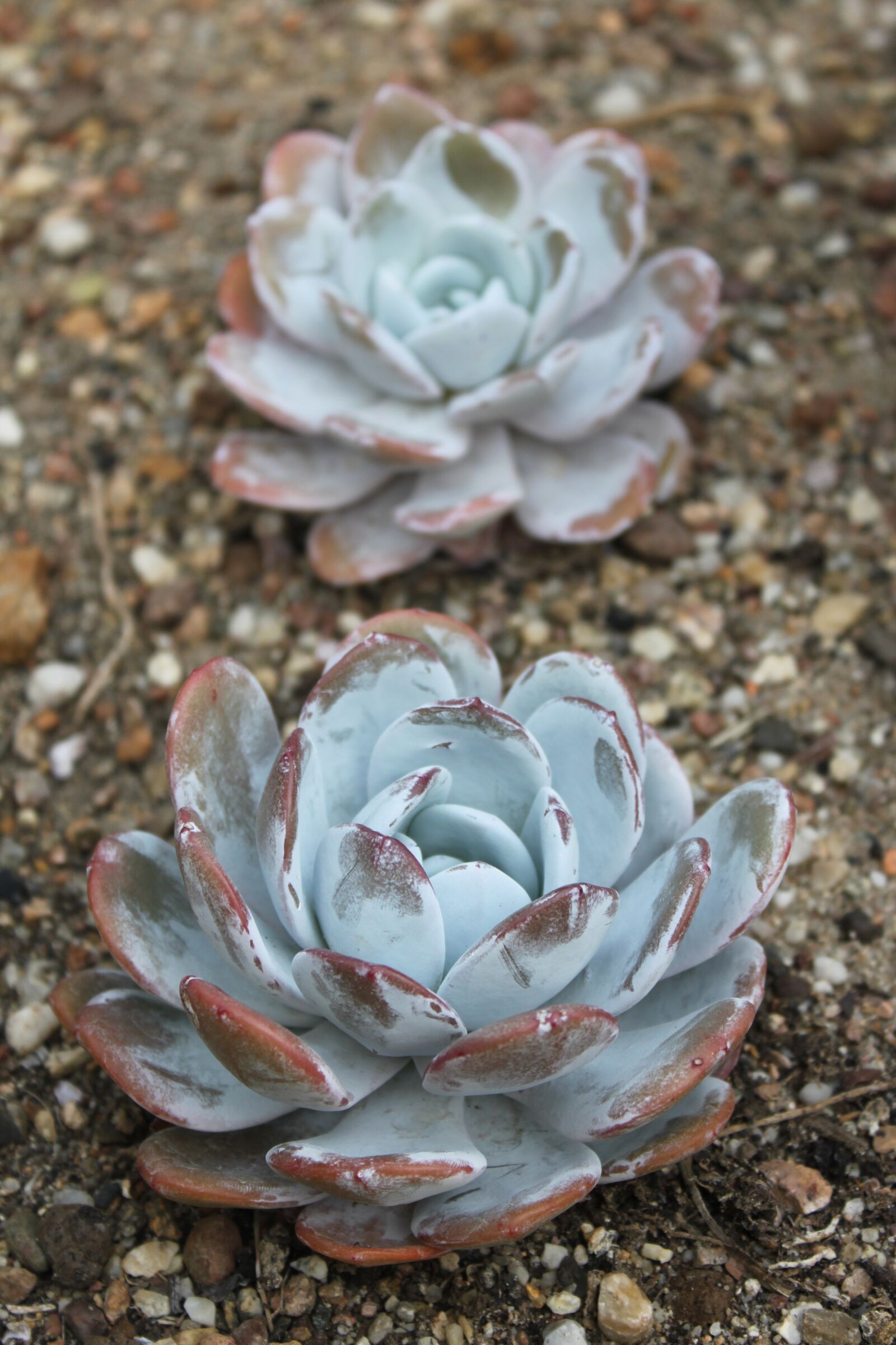 Canon EOS 500D (EOS Rebel T1i / EOS Kiss X3) sample photo. Succulent, flower, succulents photography