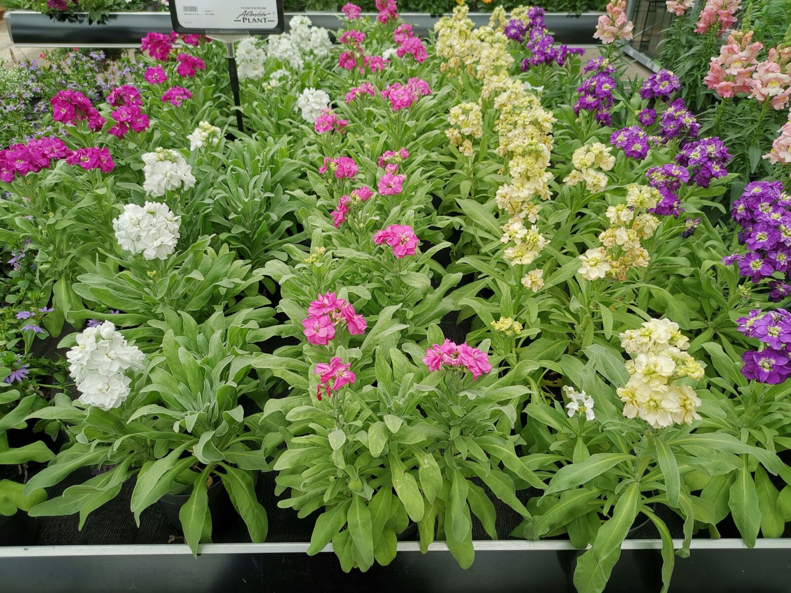 HUAWEI LYA-L29 sample photo. Matthiola incana, flower, plant photography