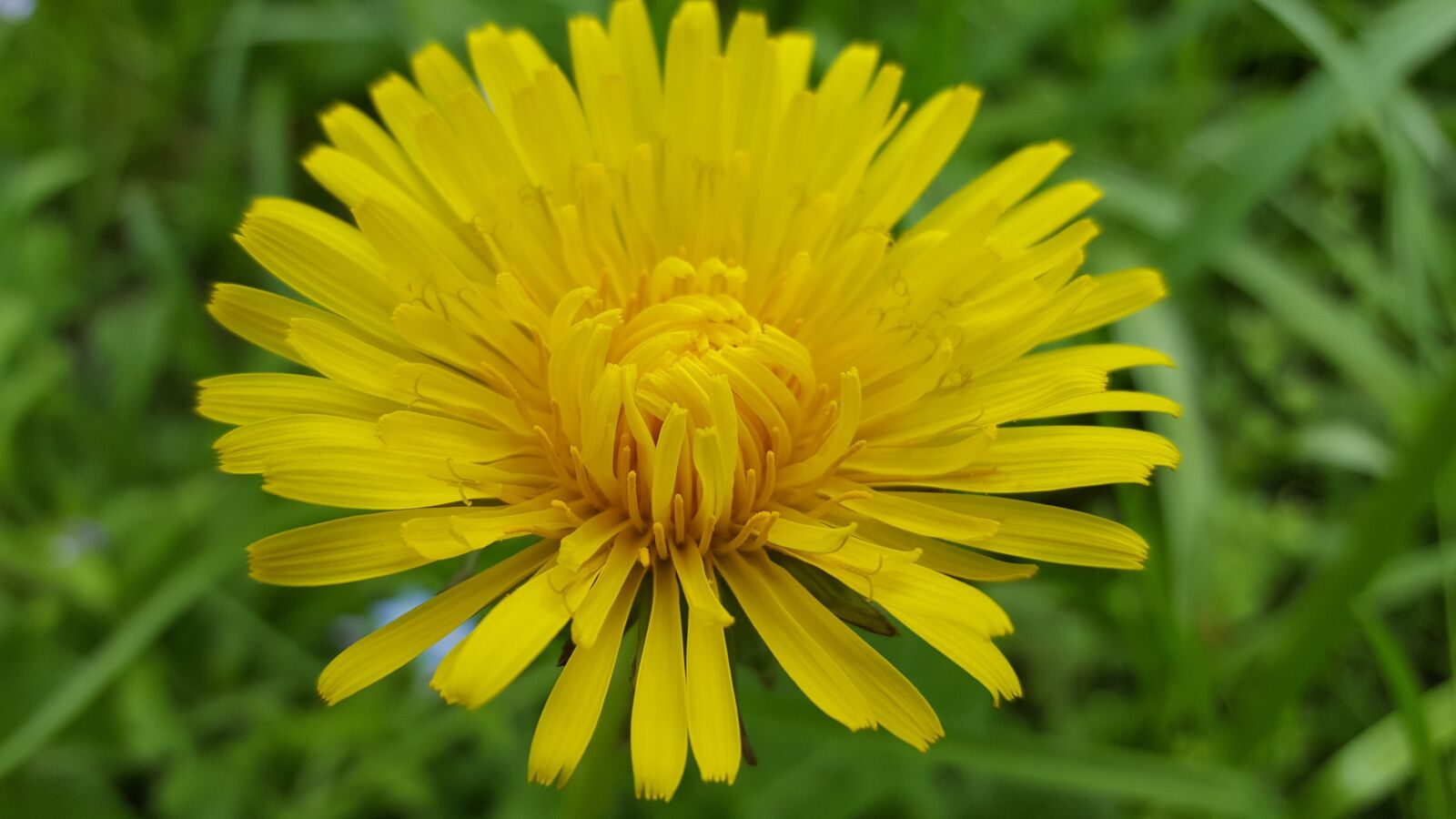 Samsung Galaxy S6 sample photo. Flower, spring, sonchus oleraceus photography