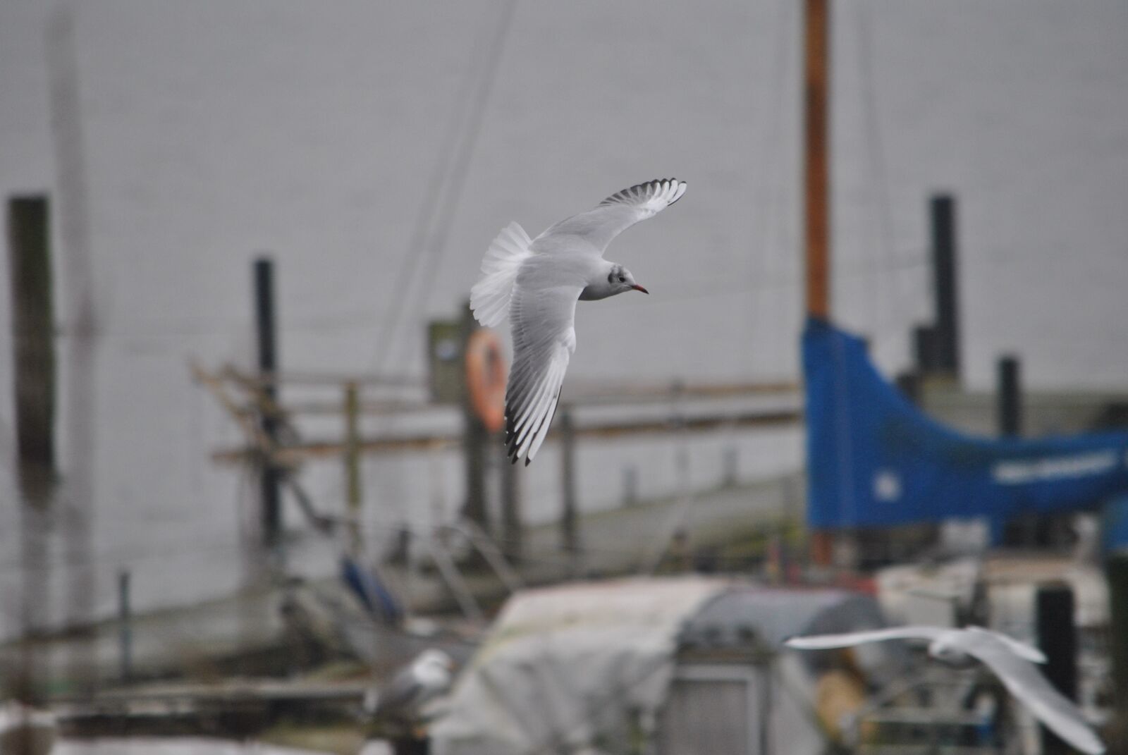 Nikon D3000 sample photo. Seagull, bird, wing photography