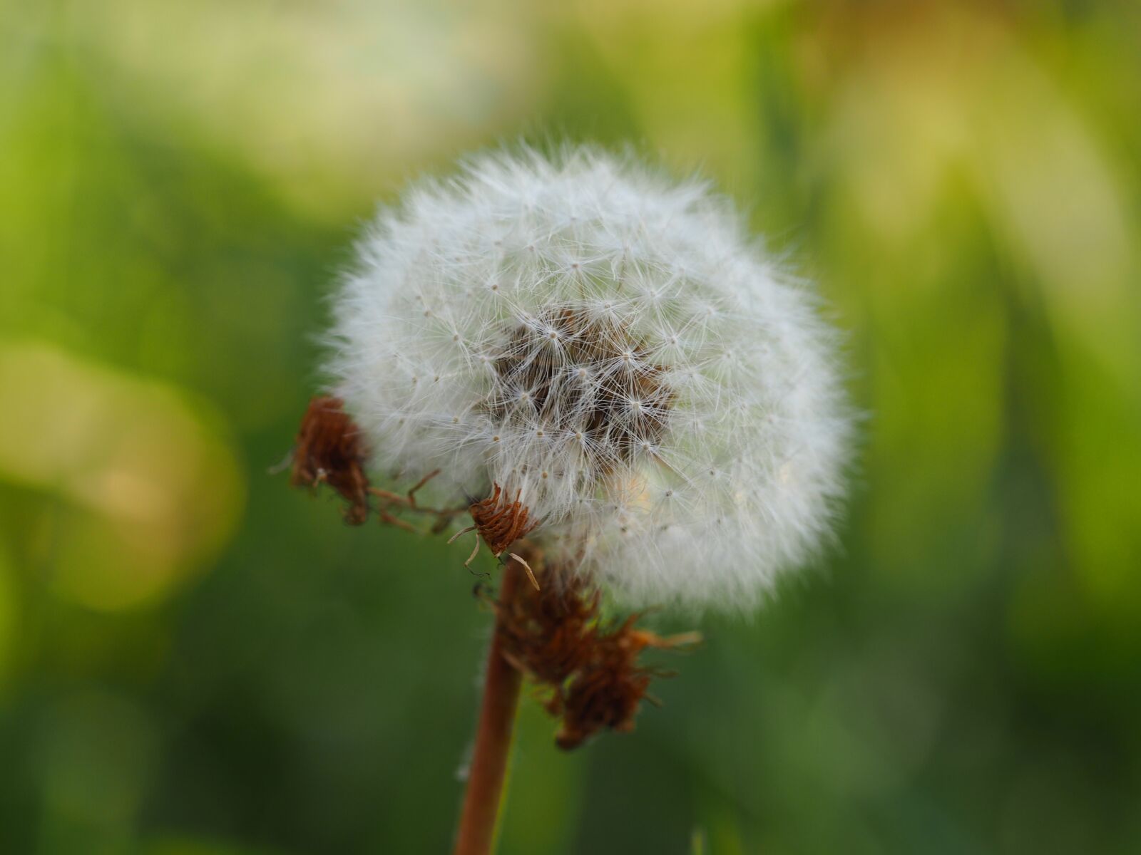 Olympus M.Zuiko Digital ED 60mm F2.8 Macro sample photo. Dandelion, nature, close up photography