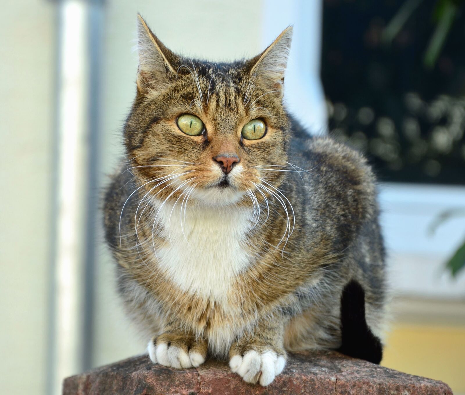 Nikon D5100 sample photo. Cat, domestic, animal, eye photography
