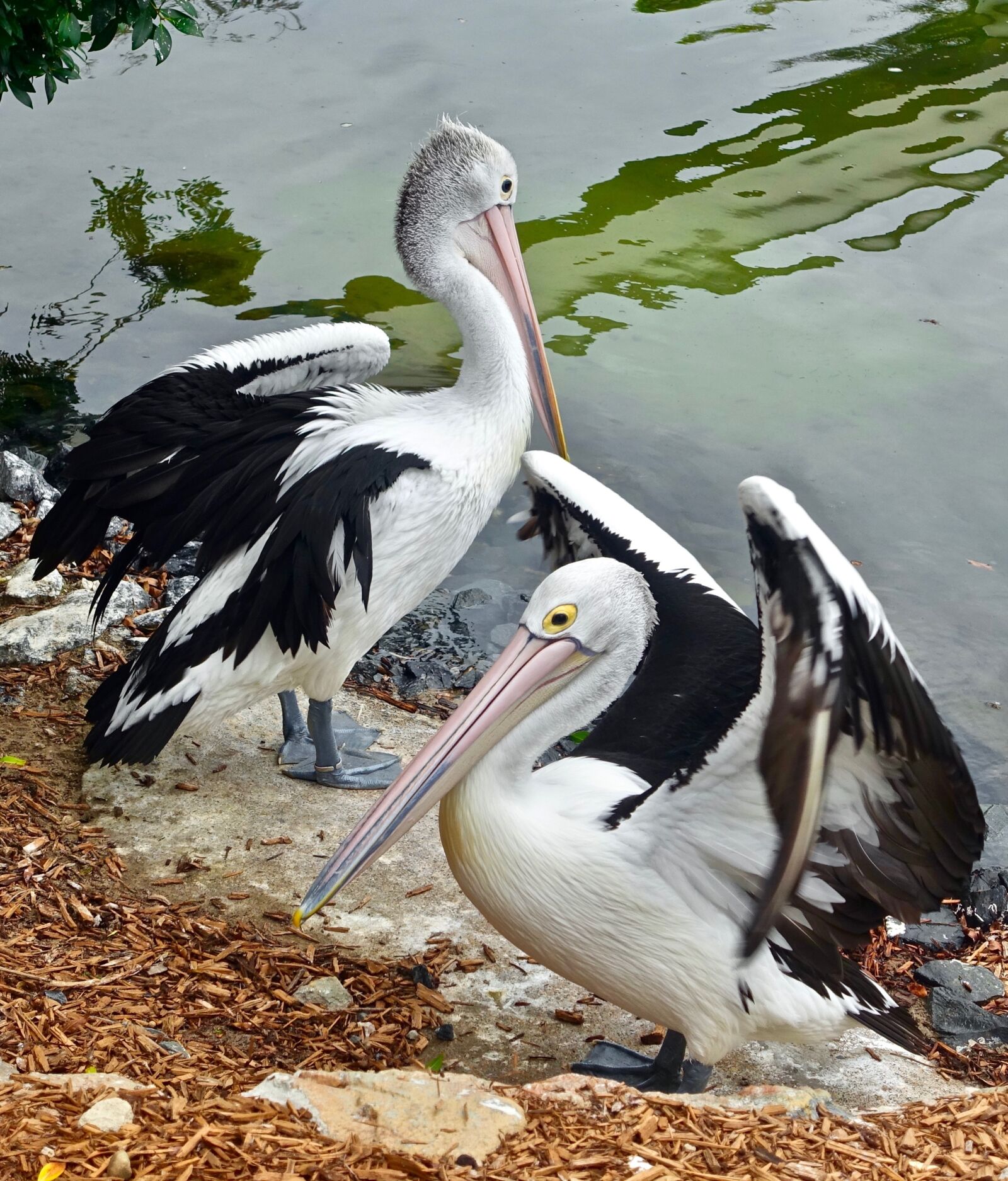 Sony Cyber-shot DSC-RX100 III sample photo. Pelicans, birds, waterbirds photography