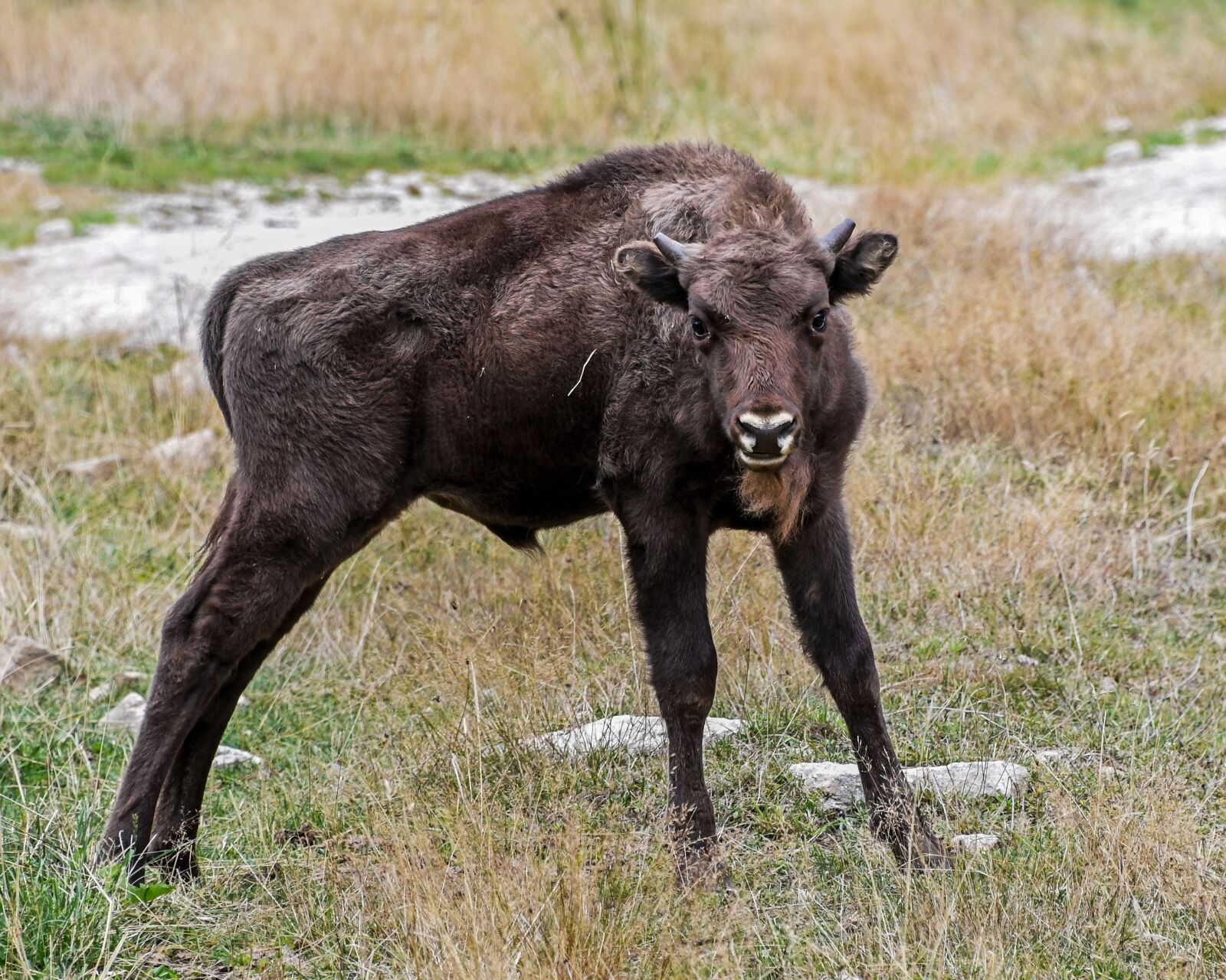 Nikon D500 sample photo. Bison europe, young, baby photography