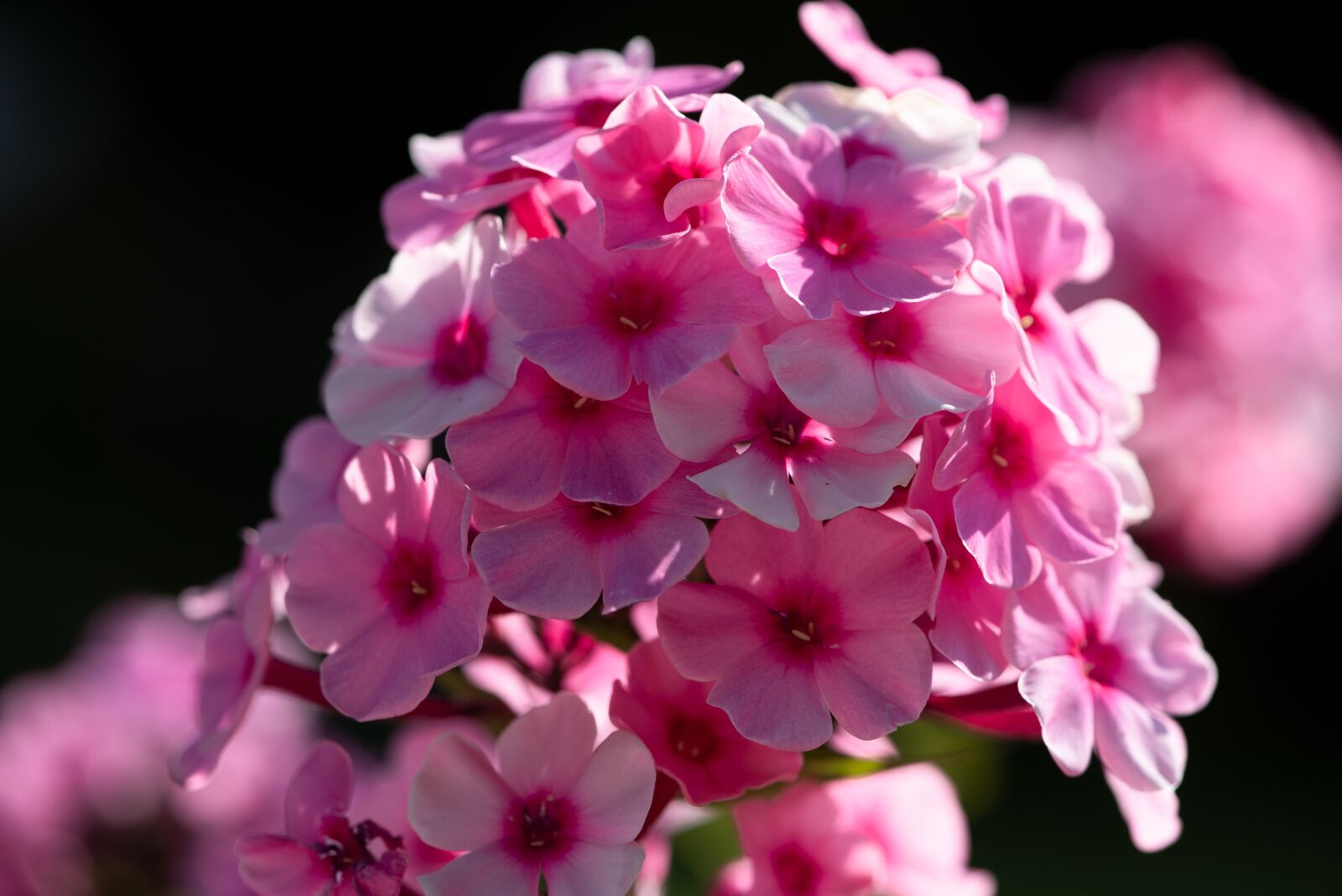 Nikon D750 sample photo. Phlox, pink phlox, flowers photography