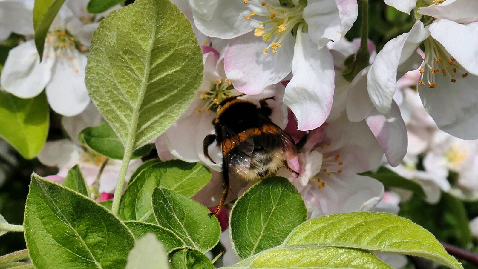Panasonic Lumix DMC-LX10 (Lumix DMC-LX15) sample photo. Spring, hummel, flowers photography