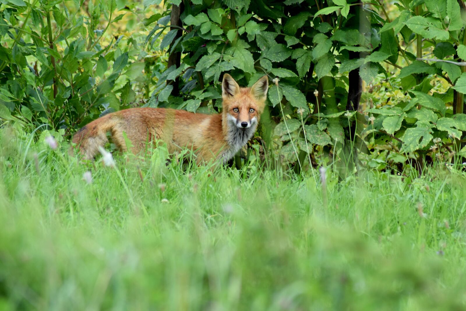 Nikon D3300 sample photo. Fox, cute, red fox photography
