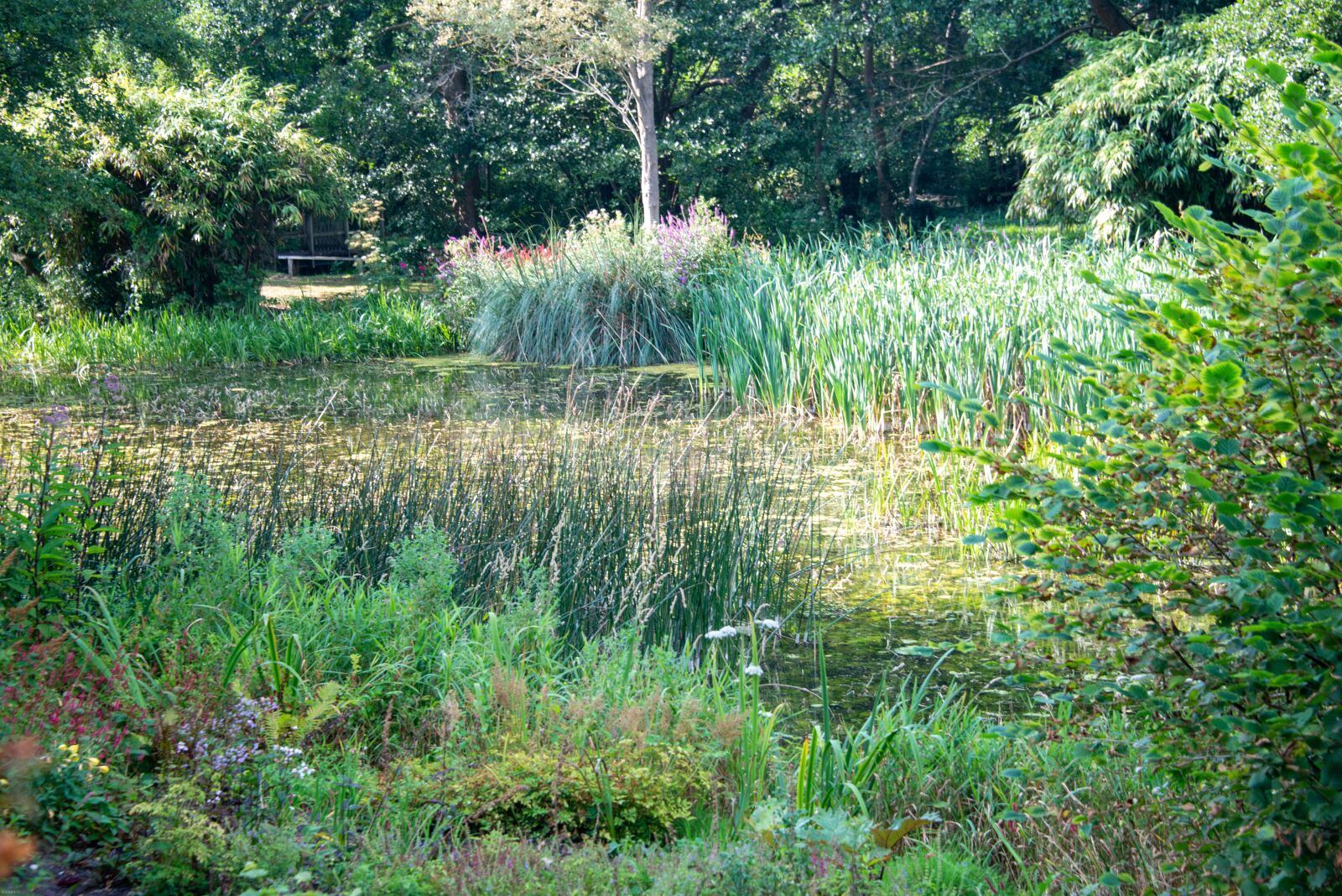 Nikon D800 sample photo. English, country, garden photography