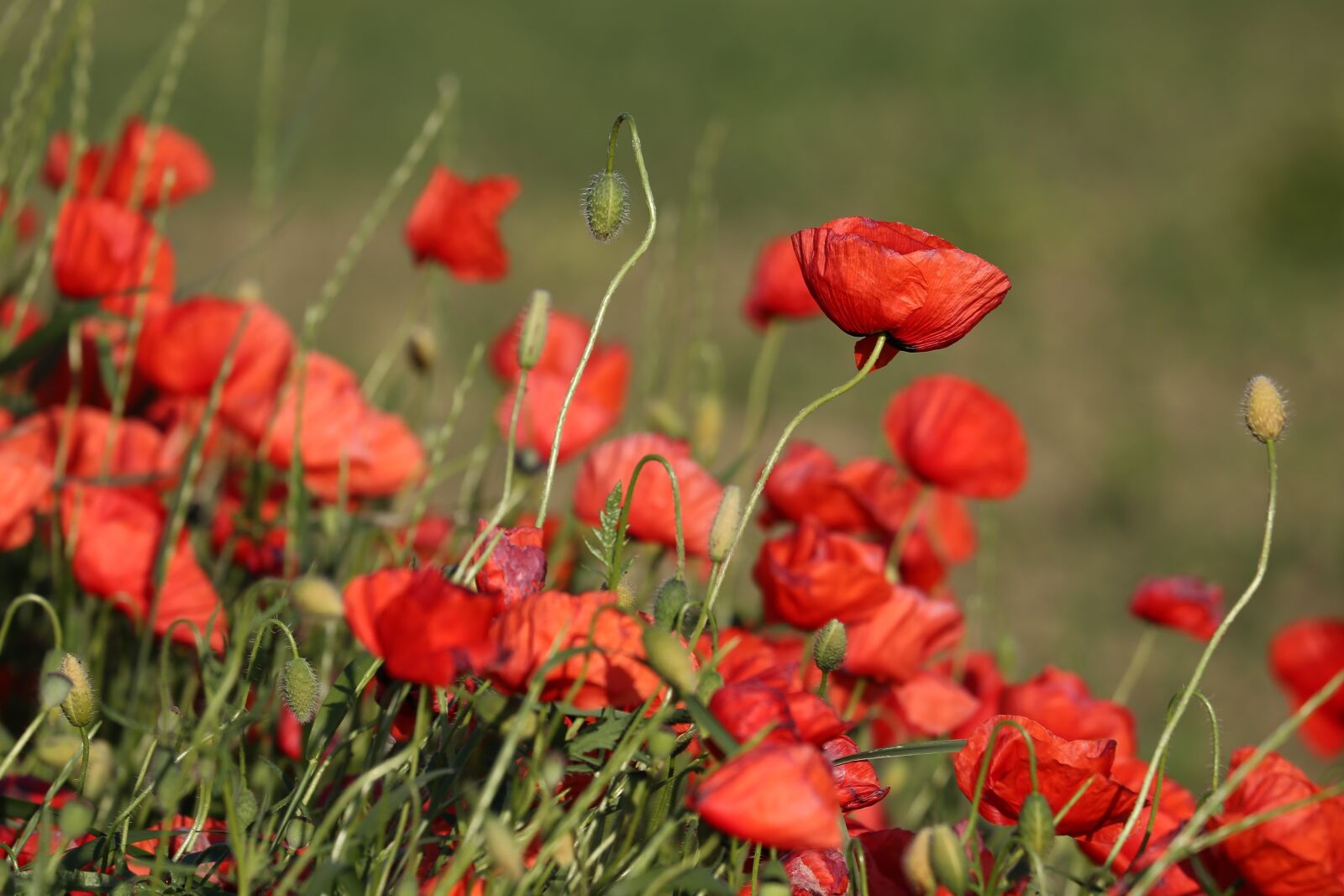 Canon EF 70-300 F4-5.6 IS II USM sample photo. Red poppies, flowers, blooming photography