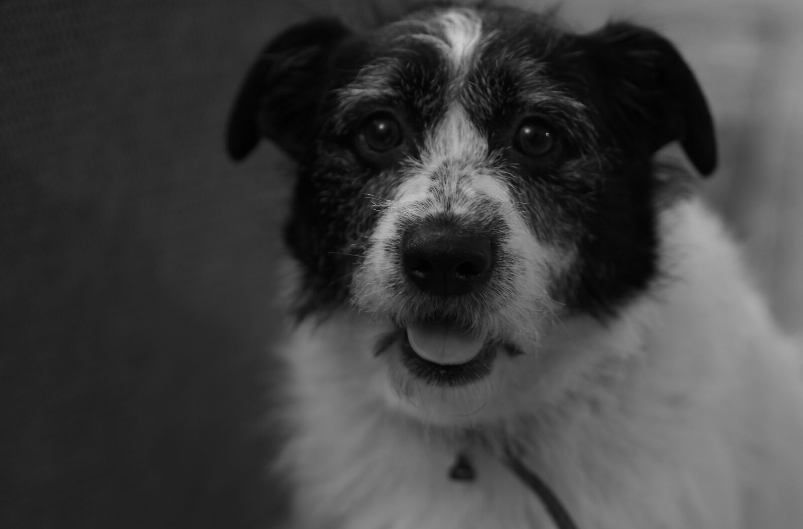Olympus PEN E-PL5 sample photo. Black, and, white, dog photography