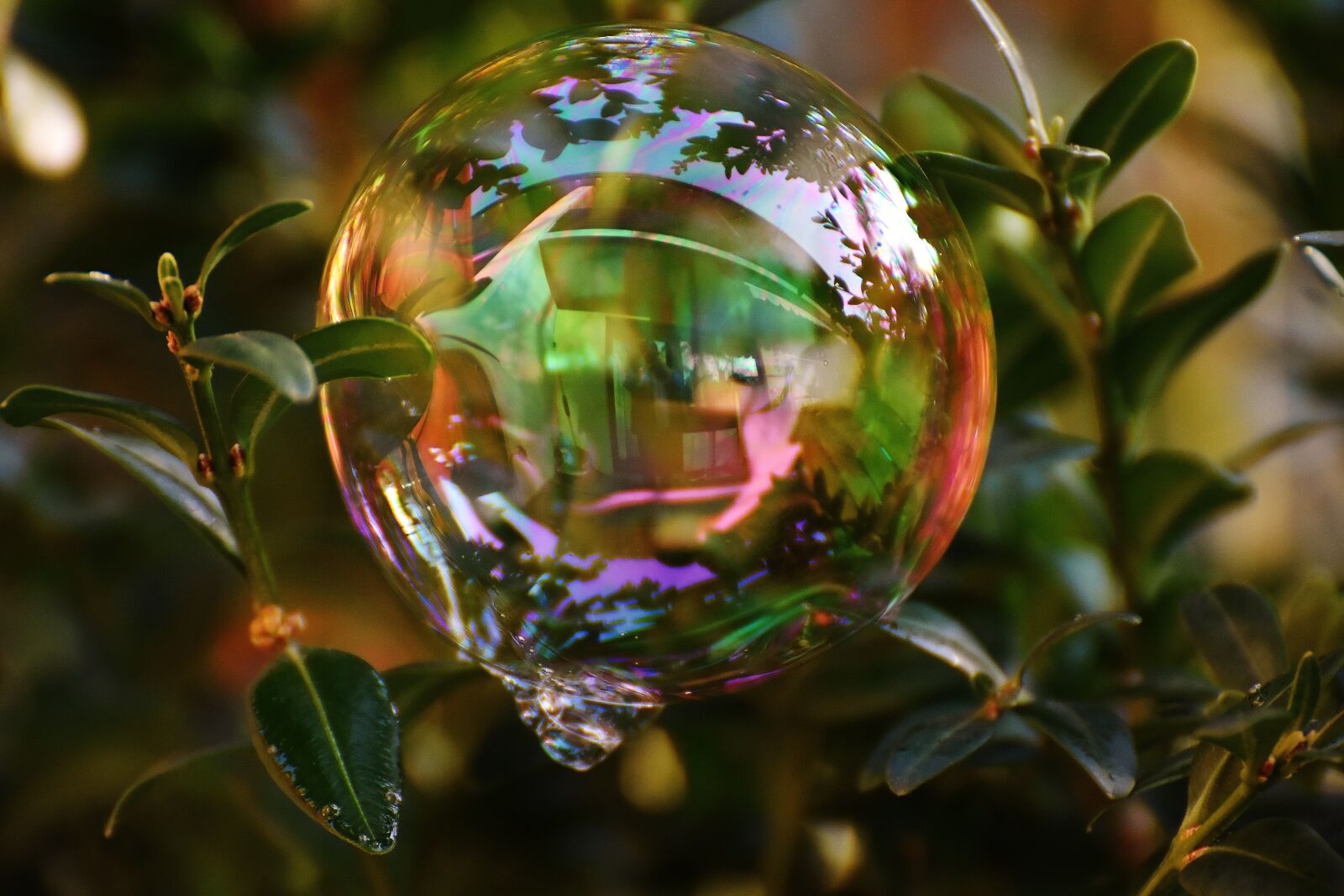 Nikon D7200 sample photo. Soap bubble, colorful, buxbaum photography