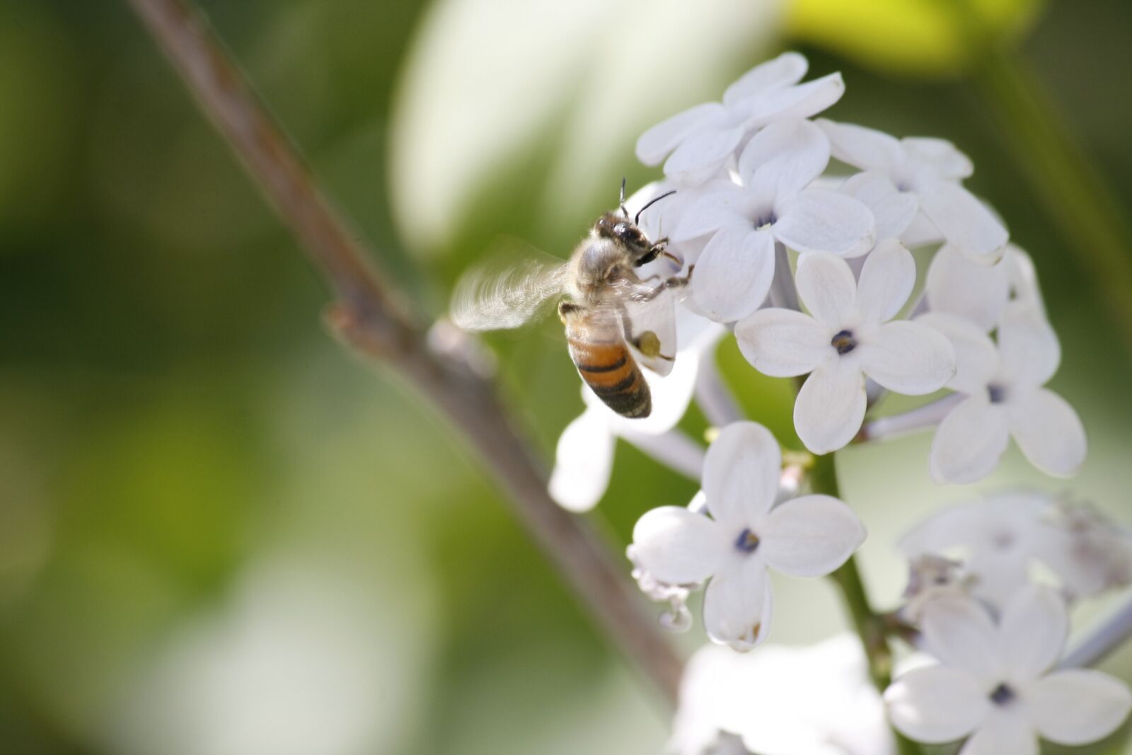 Canon EOS 40D sample photo. Flowers, plants, nature photography