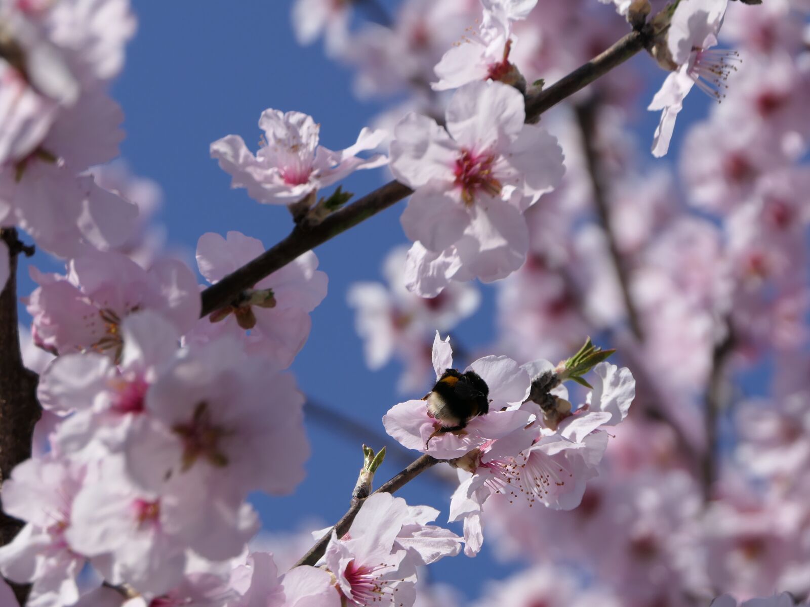 Panasonic Lumix DMC-FZ2500 (Lumix DMC-FZ2000) sample photo. Spring, tree, nature photography
