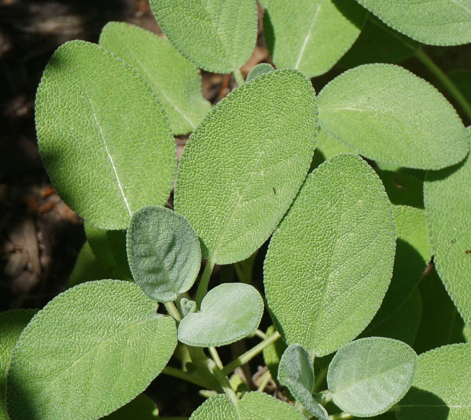 Sony Alpha NEX-5T sample photo. Herb sage, herb, sage photography