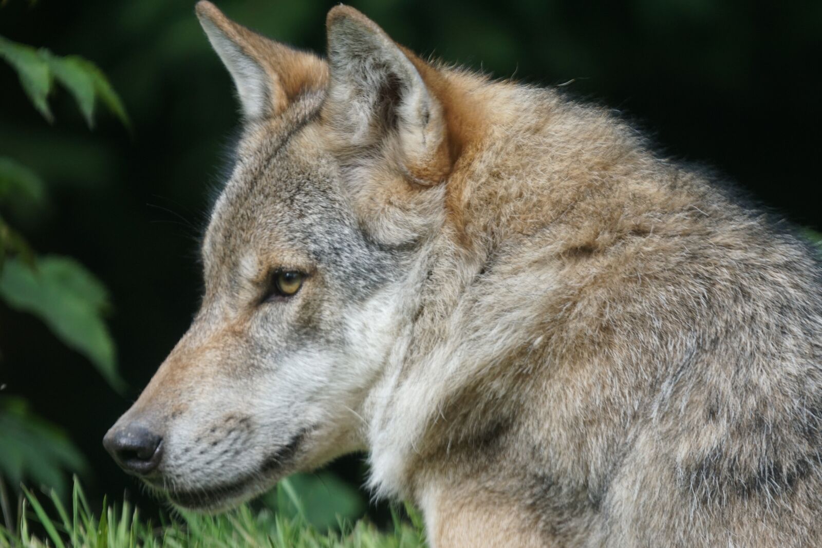 Sony ILCA-77M2 + Sony 70-400mm F4-5.6 G SSM sample photo. Wolf, predator, european wolf photography