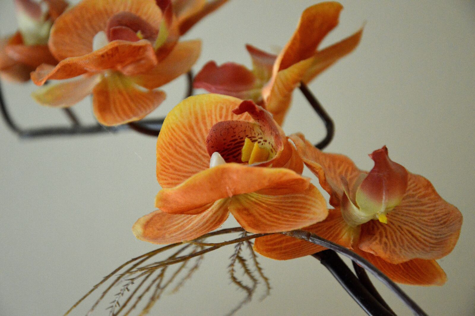 Nikon D3200 sample photo. Orchid, decoration, blossom photography