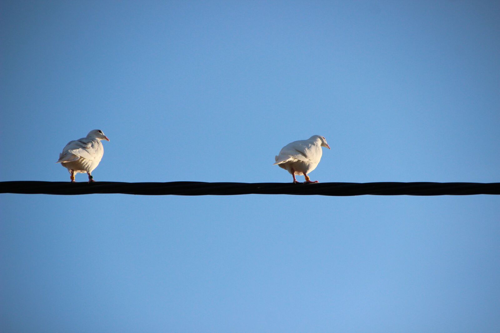 Canon EOS 600D (Rebel EOS T3i / EOS Kiss X5) sample photo. White doves, birds, pigeons photography
