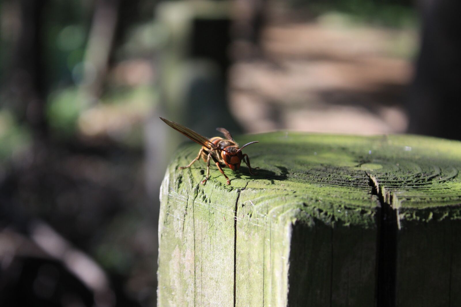 Canon EOS 50D sample photo. Bee, the wasp, wood photography