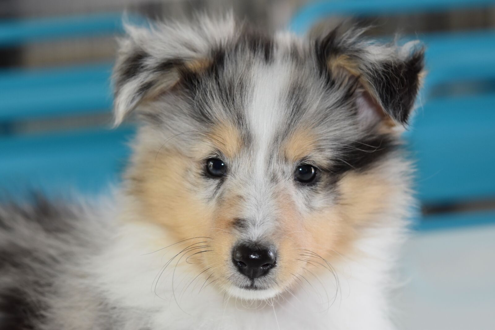 Nikon D5600 sample photo. Dog, puppy, puppy shetland photography