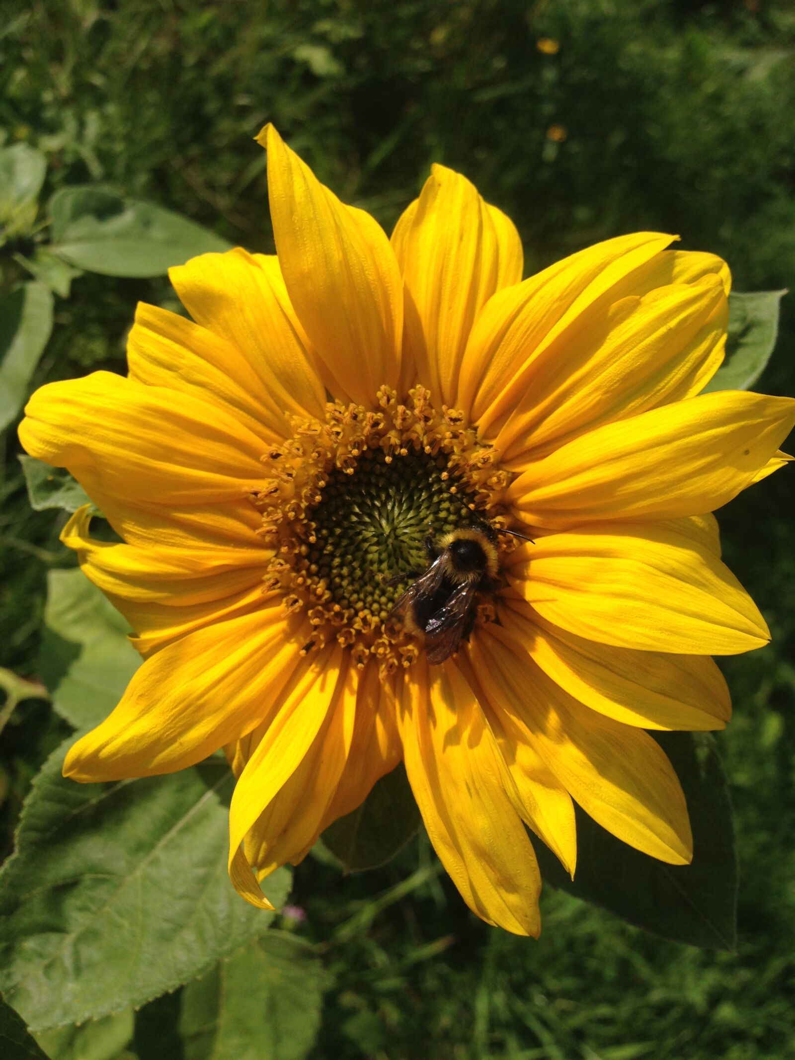 iPhone 5c back camera 4.12mm f/2.4 sample photo. Insect, sunflower photography