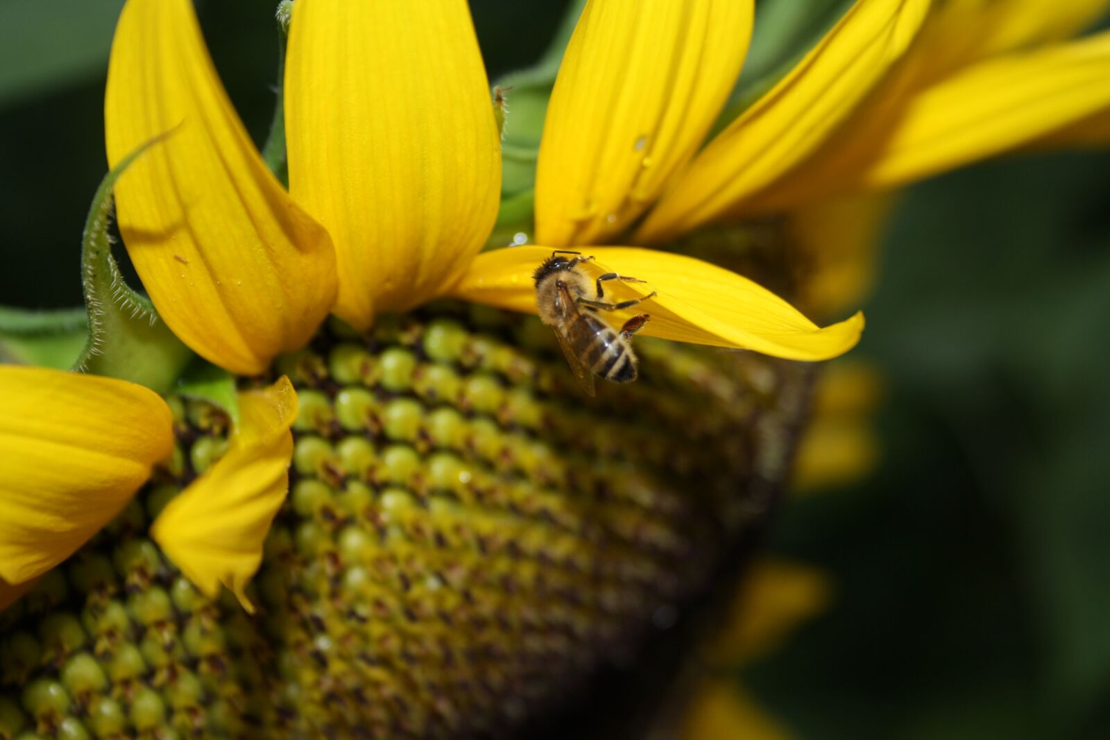 Canon EOS 1000D (EOS Digital Rebel XS / EOS Kiss F) sample photo. Honey bee, sunflower, nature photography