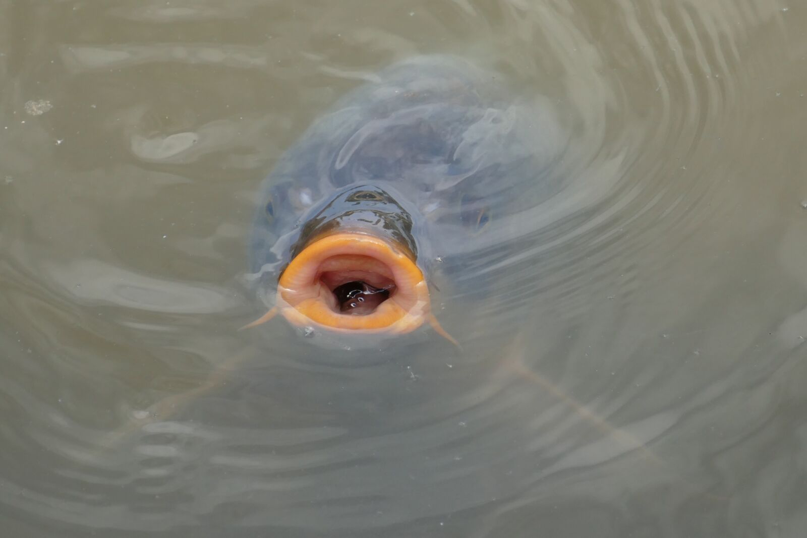 Panasonic Lumix DMC-FZ1000 sample photo. Carp, fish, beenvis photography