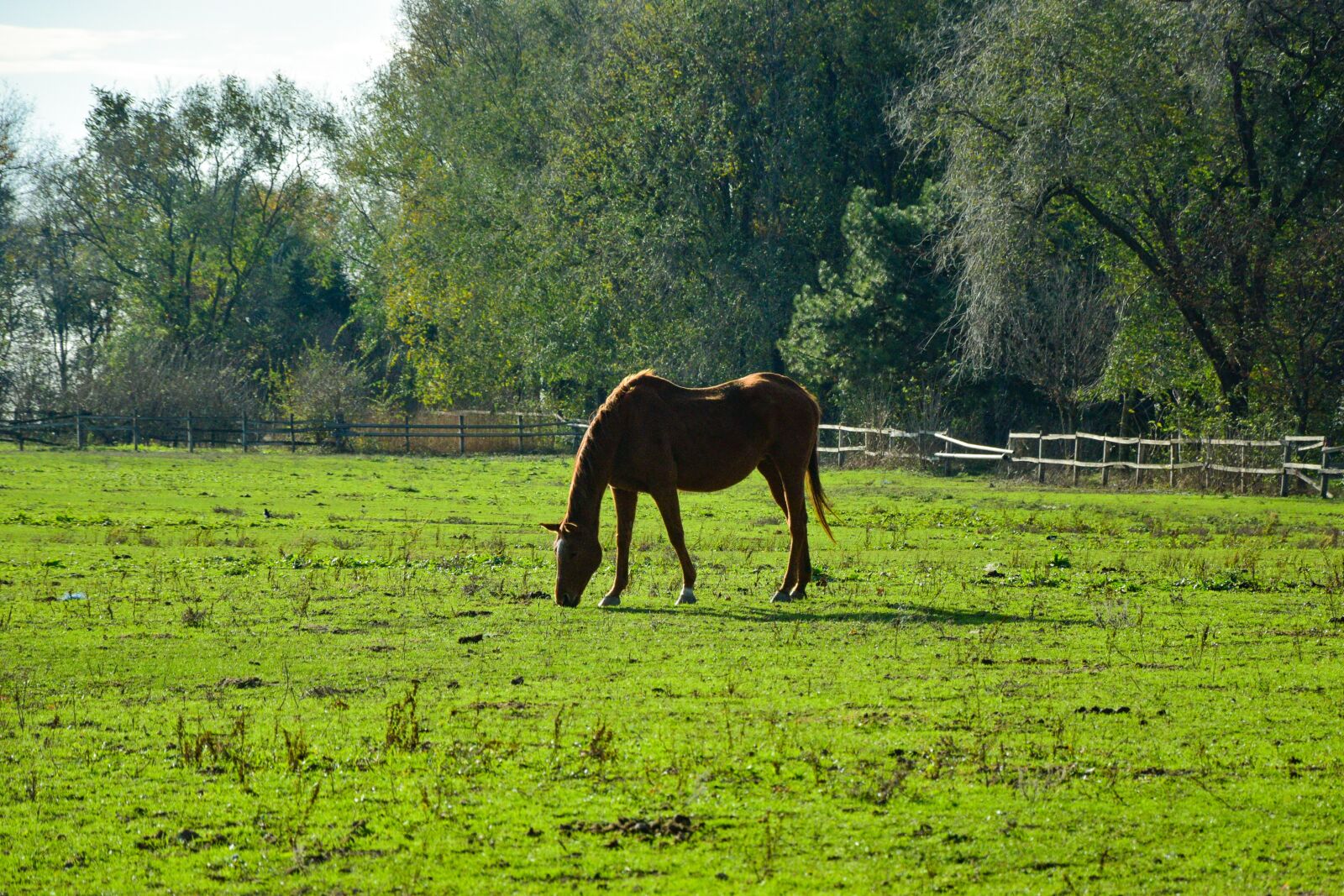 Nikon D3300 sample photo. Horse, nature, animal photography