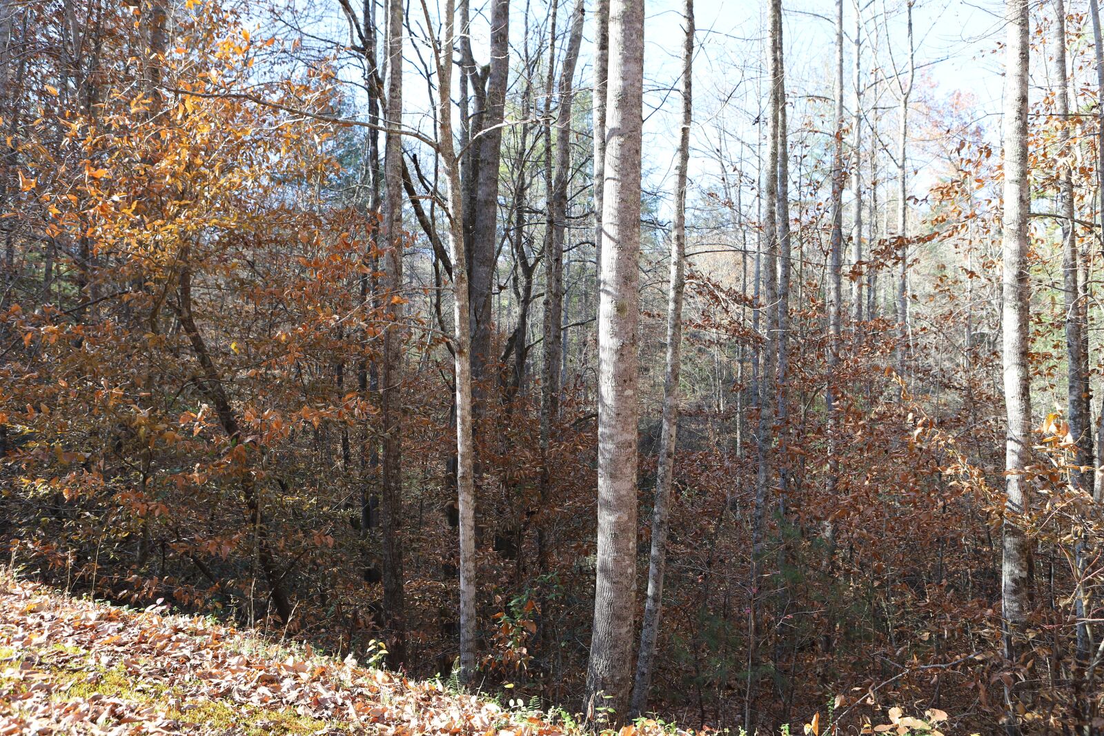 Canon EOS 6D Mark II sample photo. Birch trees, forest, birch photography