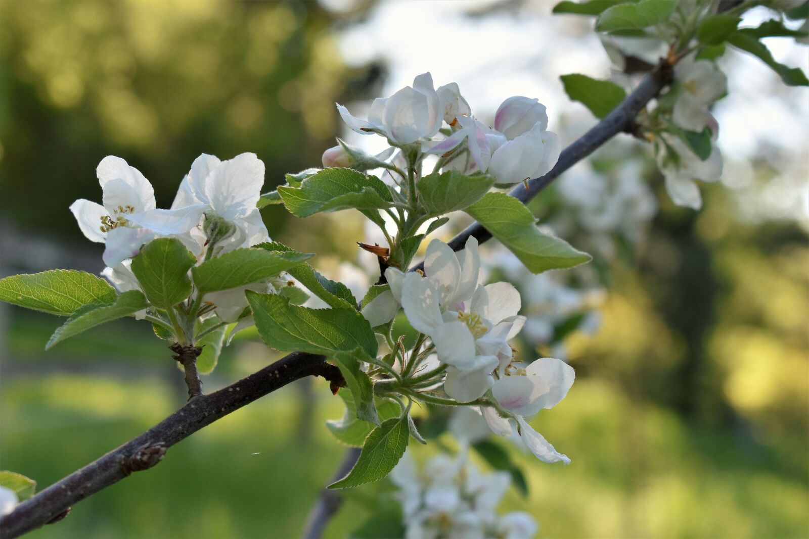 Nikon D5500 sample photo. Apple tree, tree, branch photography