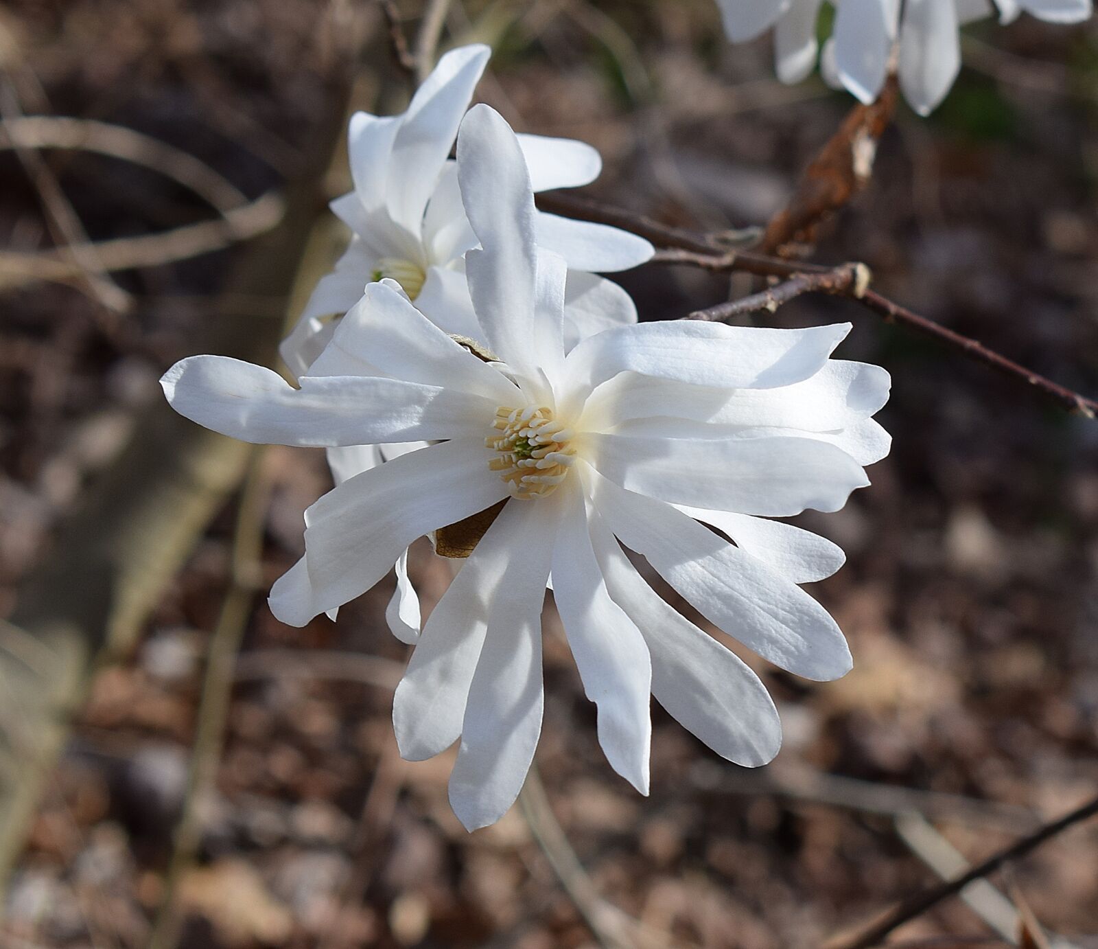 Nikon D3300 sample photo. Star magnolia, magnolia, tree photography